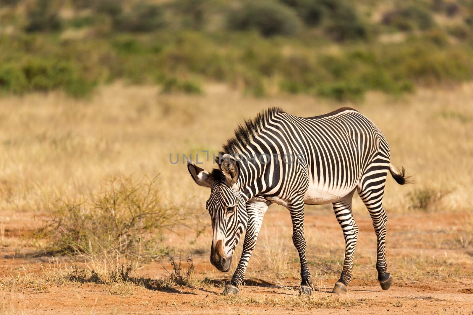 The Grevy Zebra is grazing in the countryside of Samburu in Kenya