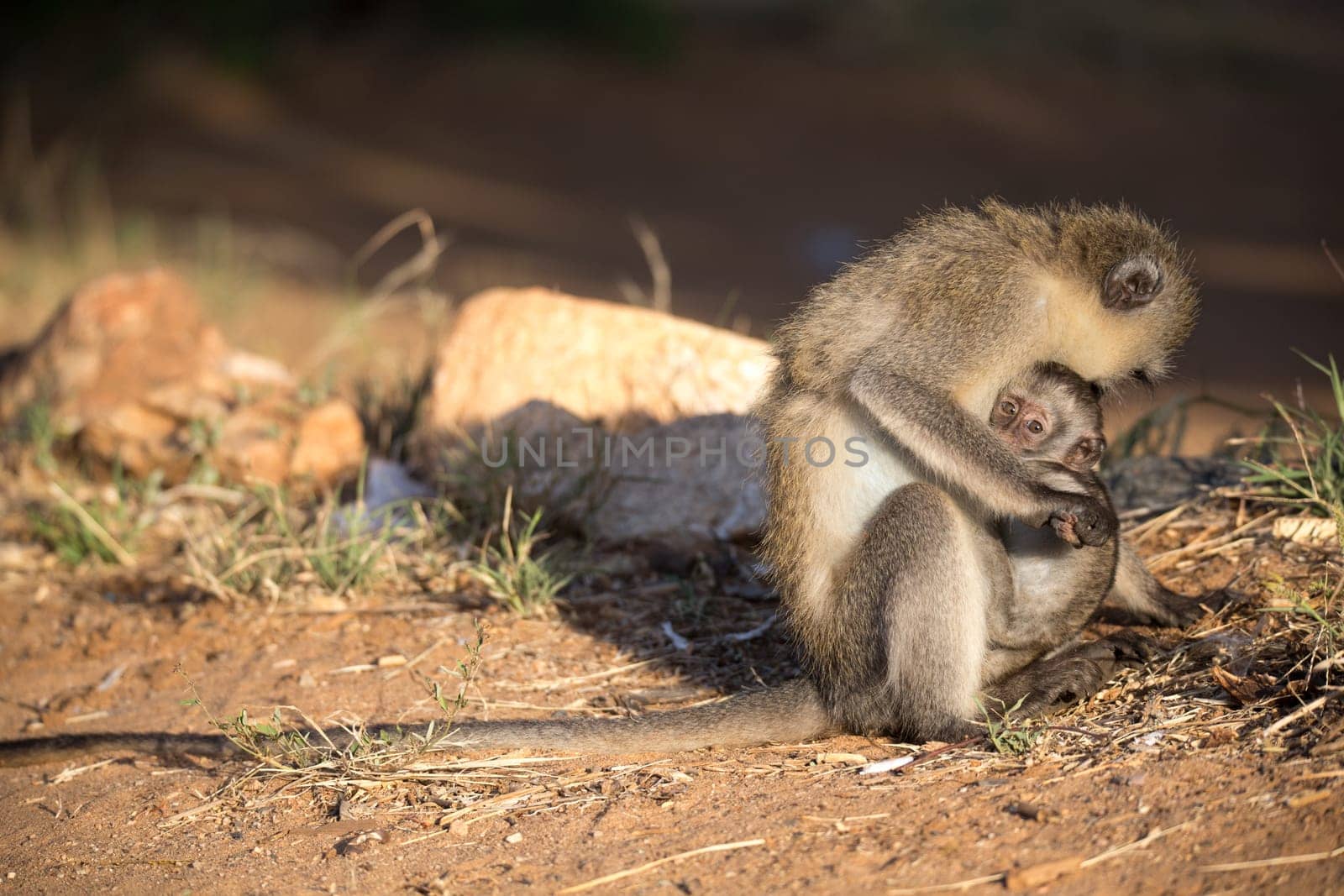 The monkey with a baby monkey in the arm