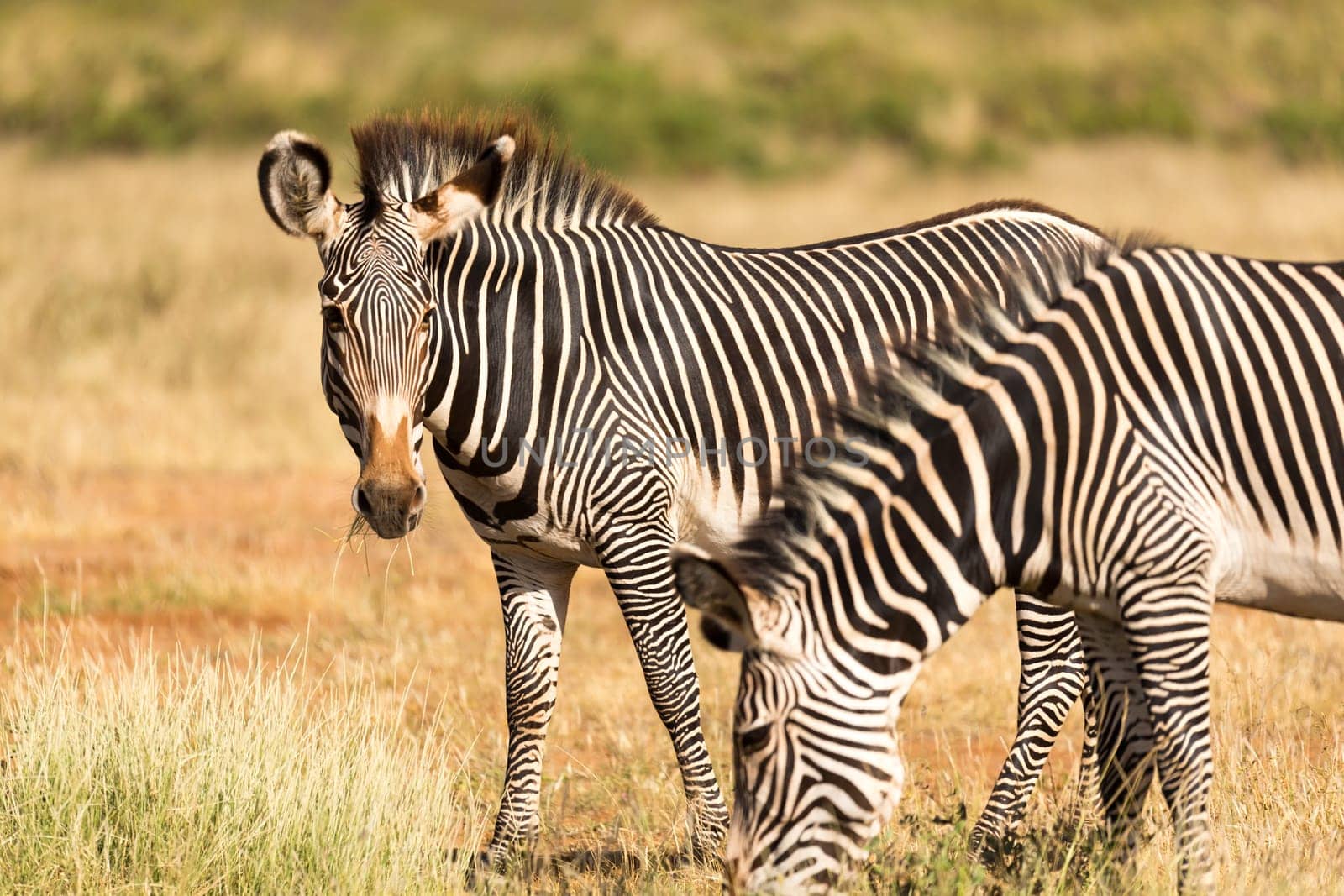 The zebra family is grazing in the savannah of Kenya in Samburu