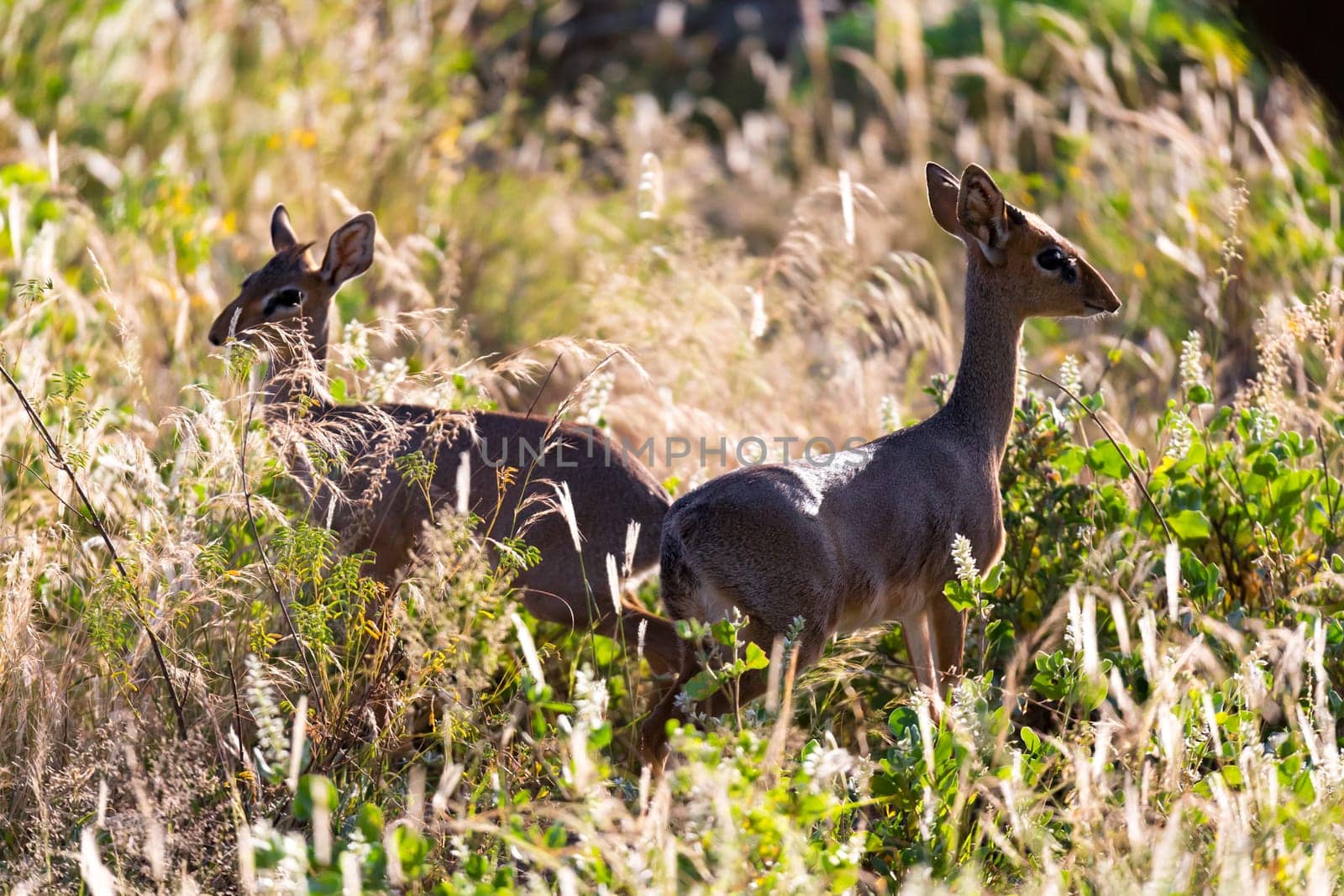 The two dik-diks are hiding in the tall grass