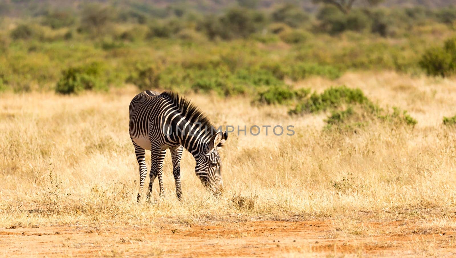 The Grevy Zebra is grazing in the countryside of Samburu in Kenya