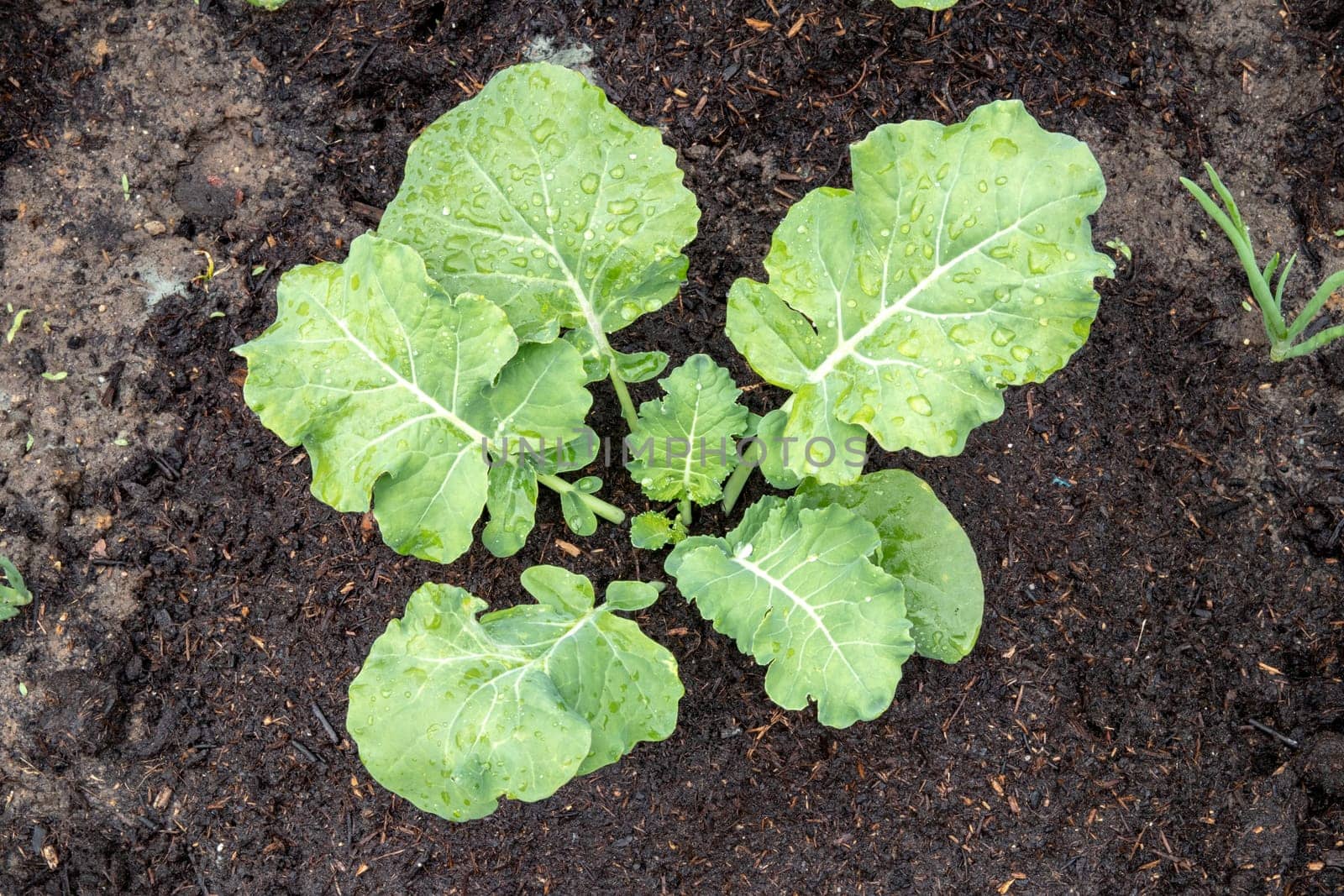 Broccoli growing. Close-up of a single young organic broccoli with water drops on leaves on vegetable garden. Concept of healthy food, diet, self-supply and organic gardening. Top view.