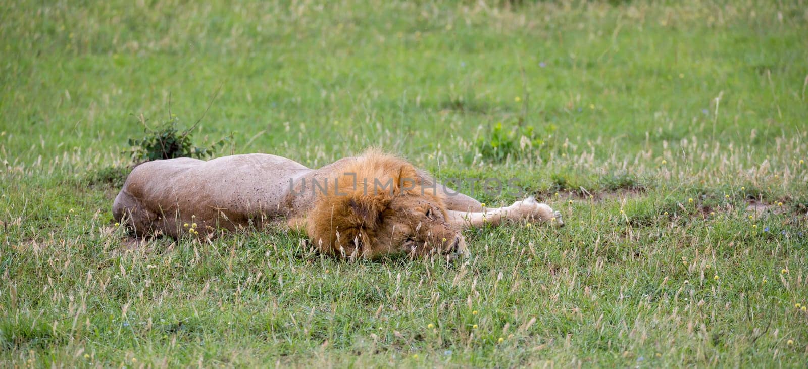 One big lion lies in the grass in the savanna of Kenya