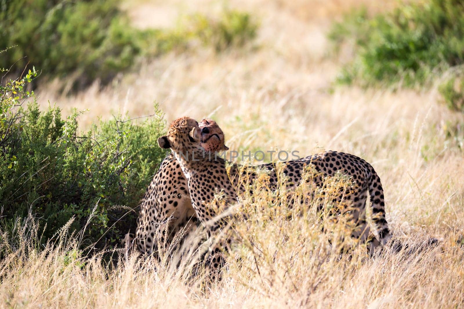 The cheetahs brush each other after the meal