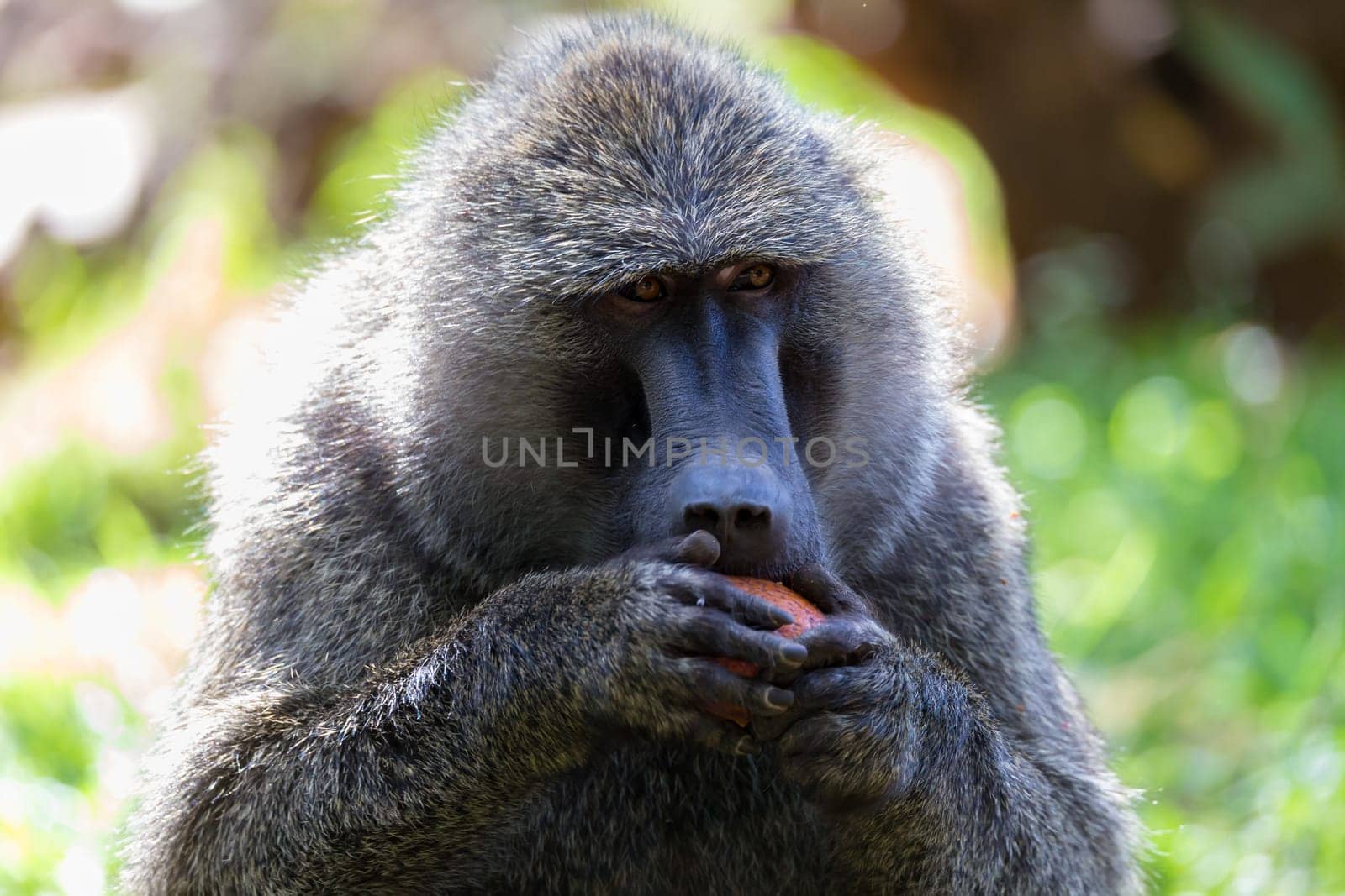 One baboon has found a fruit and eats it