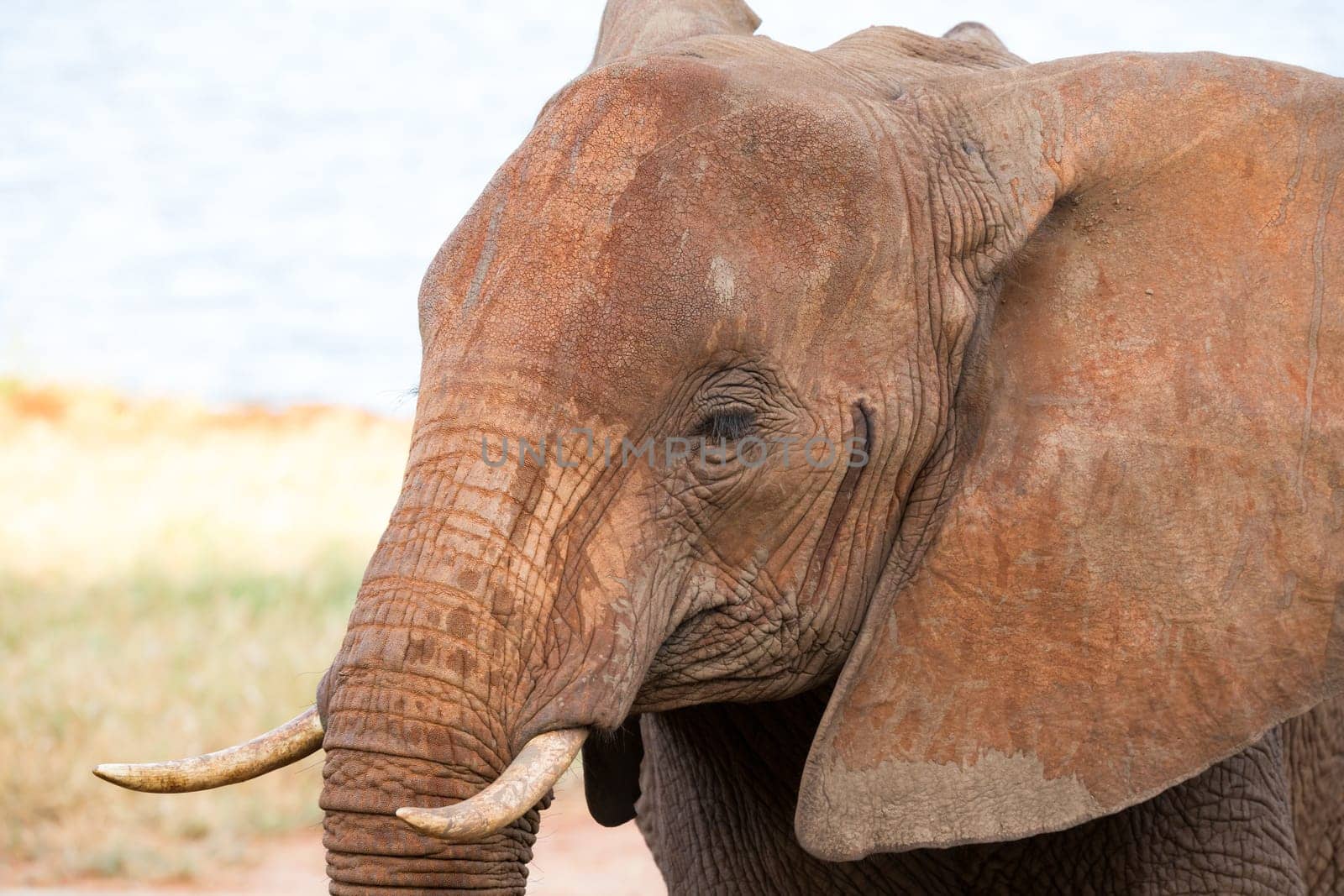 A face of a red elephant taken up close