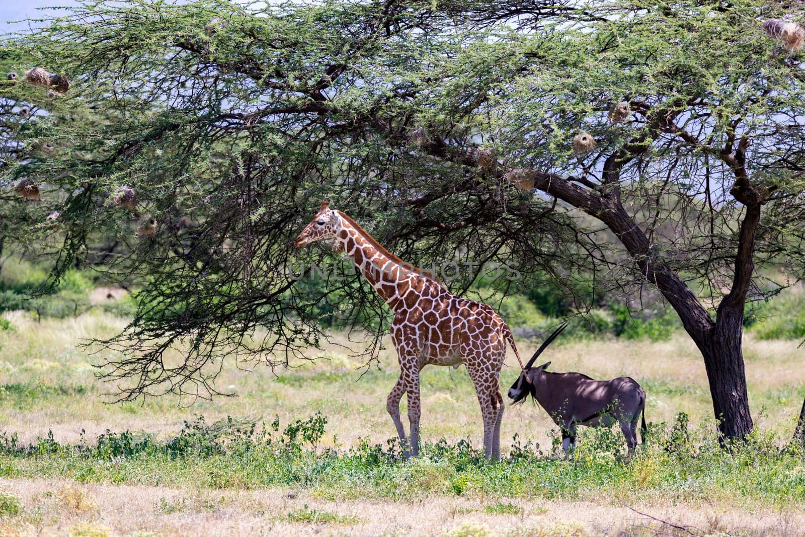 A giraffes and antelopes are standing together under a tree