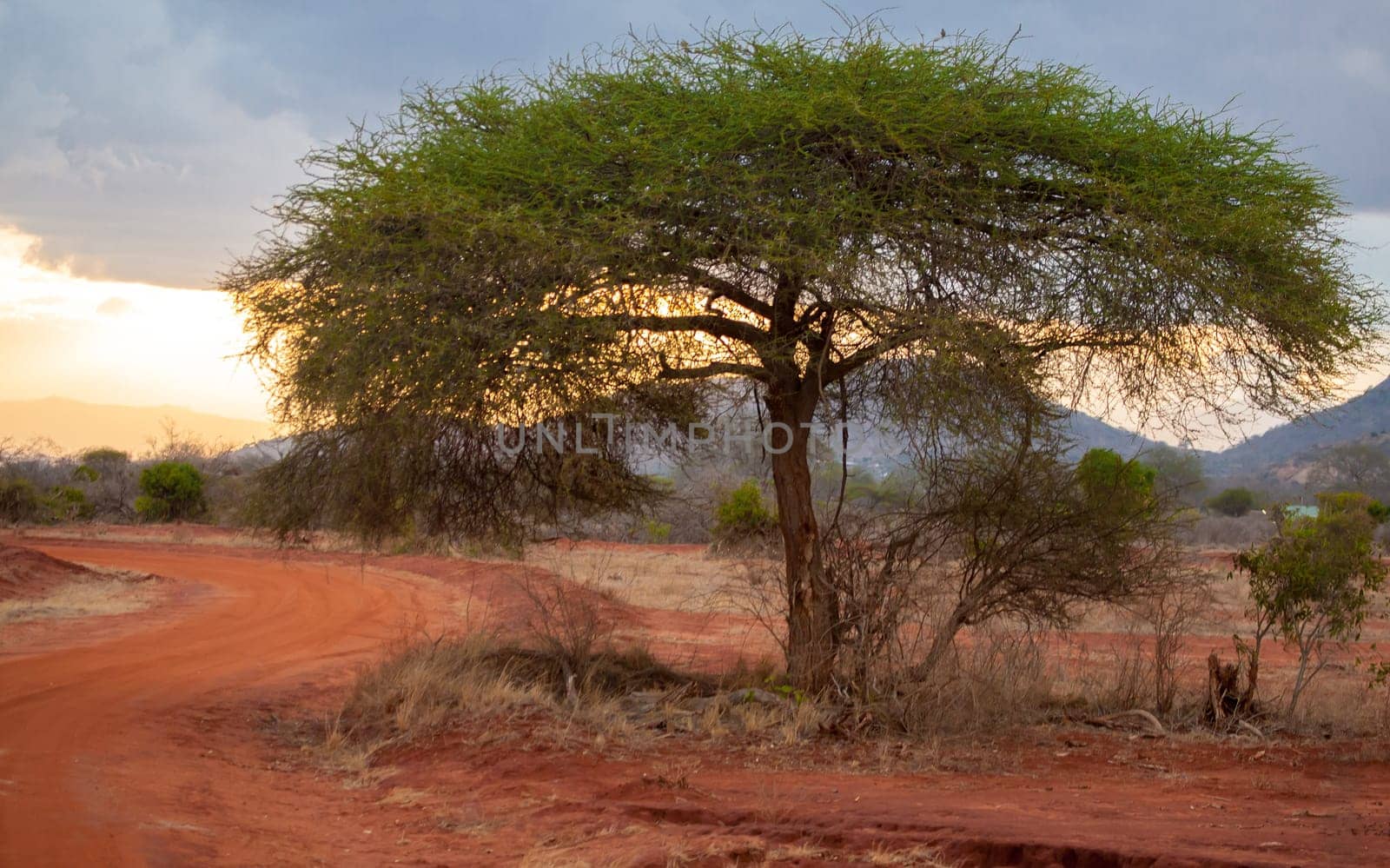 Landscape of Kenya, sundown in the savannah