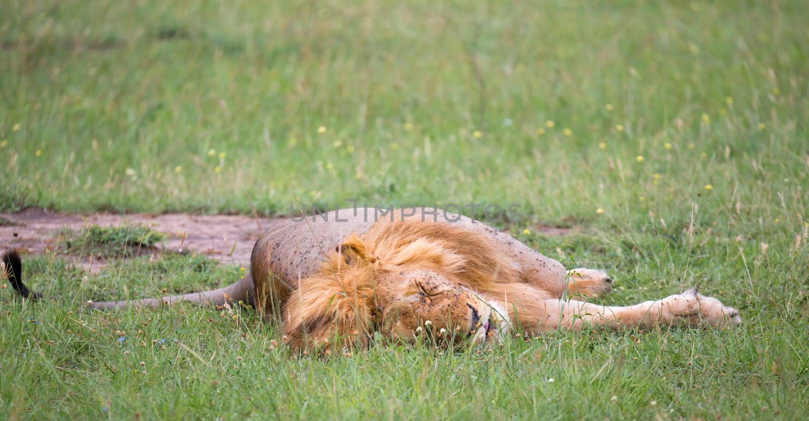 One big lion lies in the grass in the savanna of Kenya