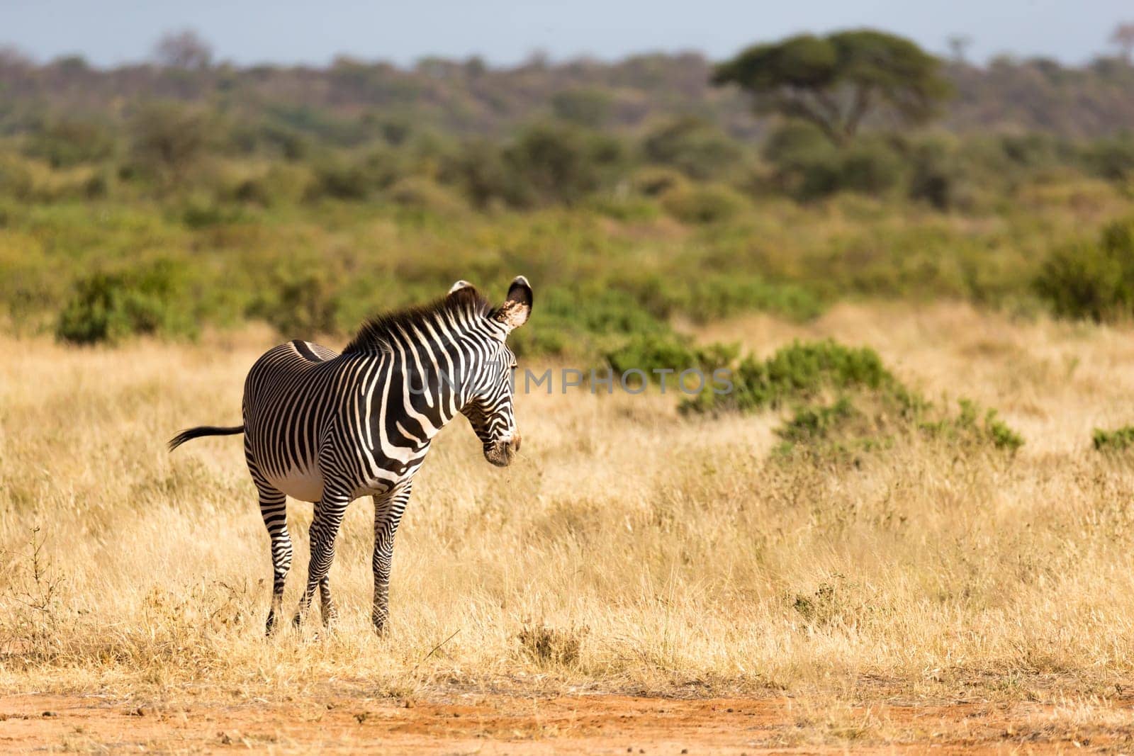 The Grevy Zebra is grazing in the countryside of Samburu in Kenya