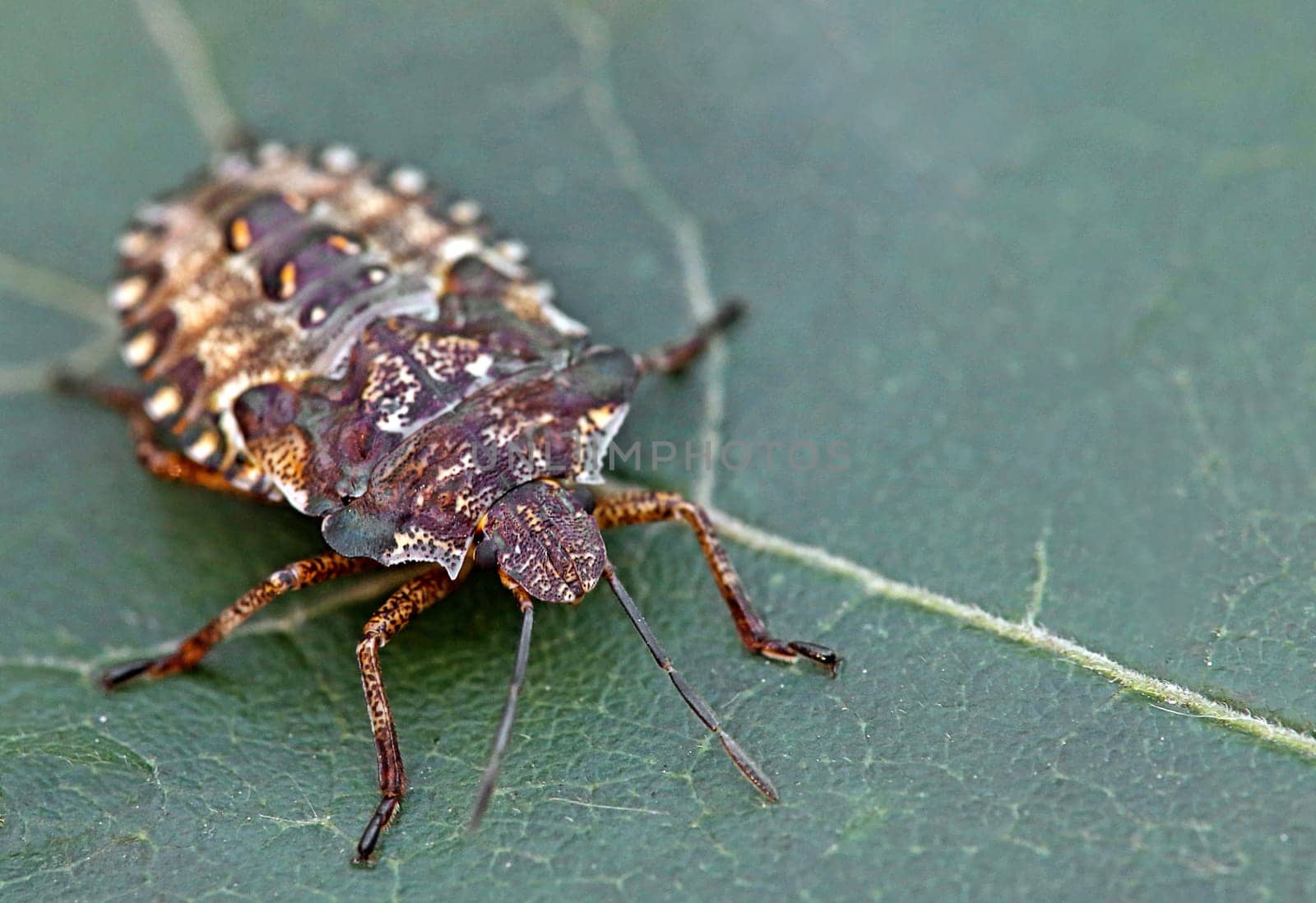 Nymph of the red-legged tree bug Pentatoma rufipes in the last larval stage L5.