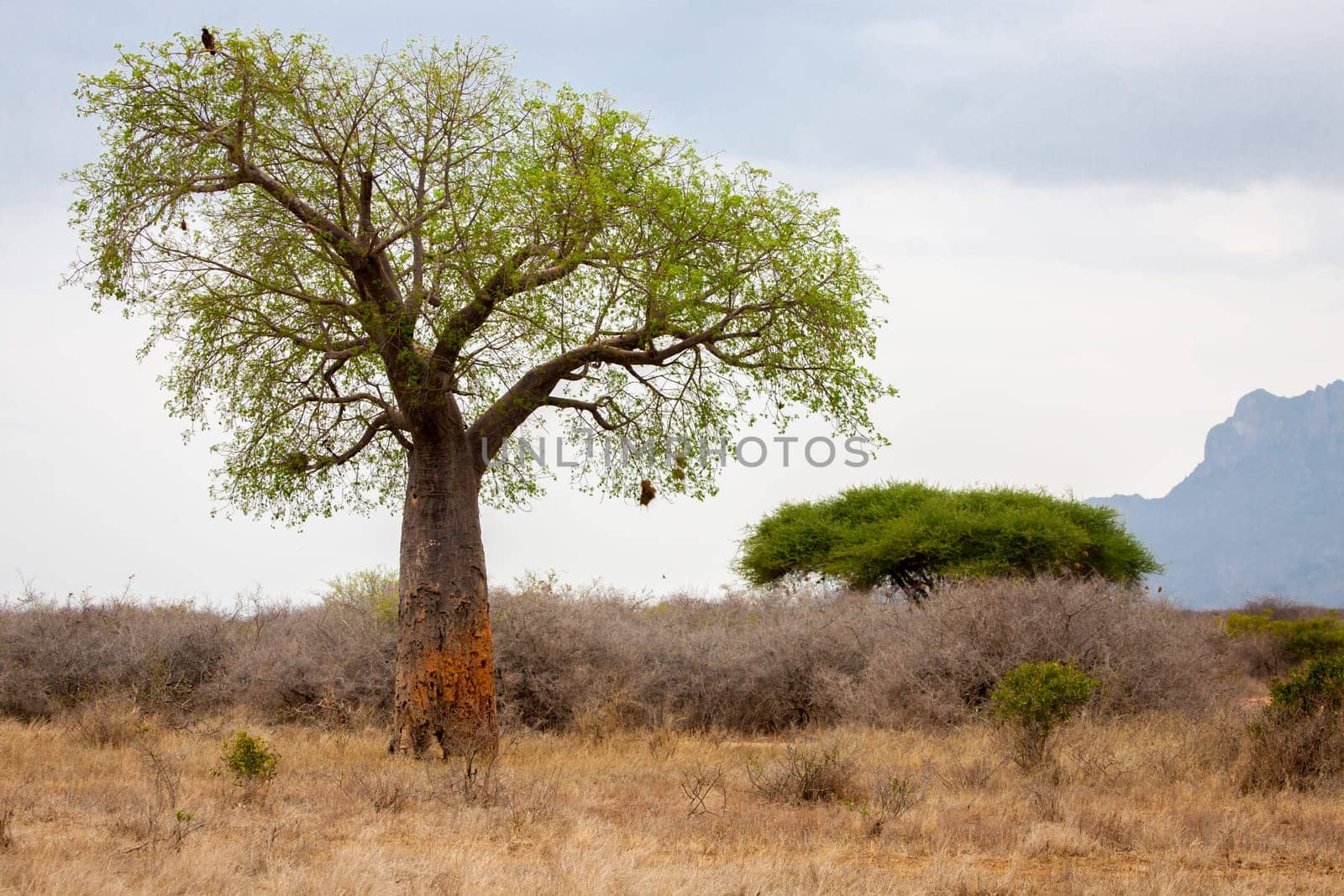 Landscape in Kenya with big baobab