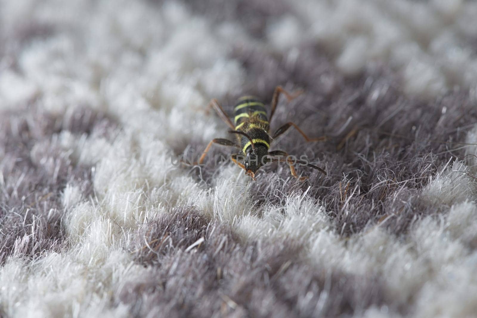 Wasp beetle, Clytus arietis, turns its head to groom its front right leg as it explores white and purple carpet in a house domestic environment.