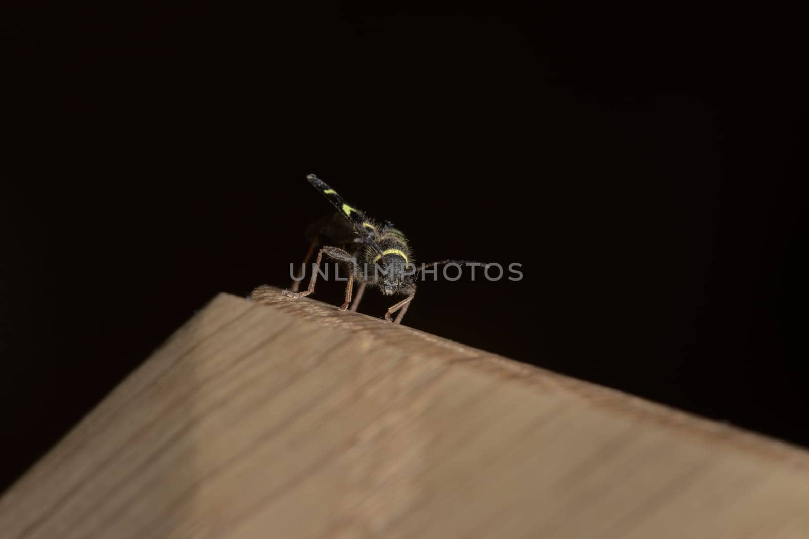 Low angle macro portrait of a wasp beetle's face as it perches on mad made piece of oak.