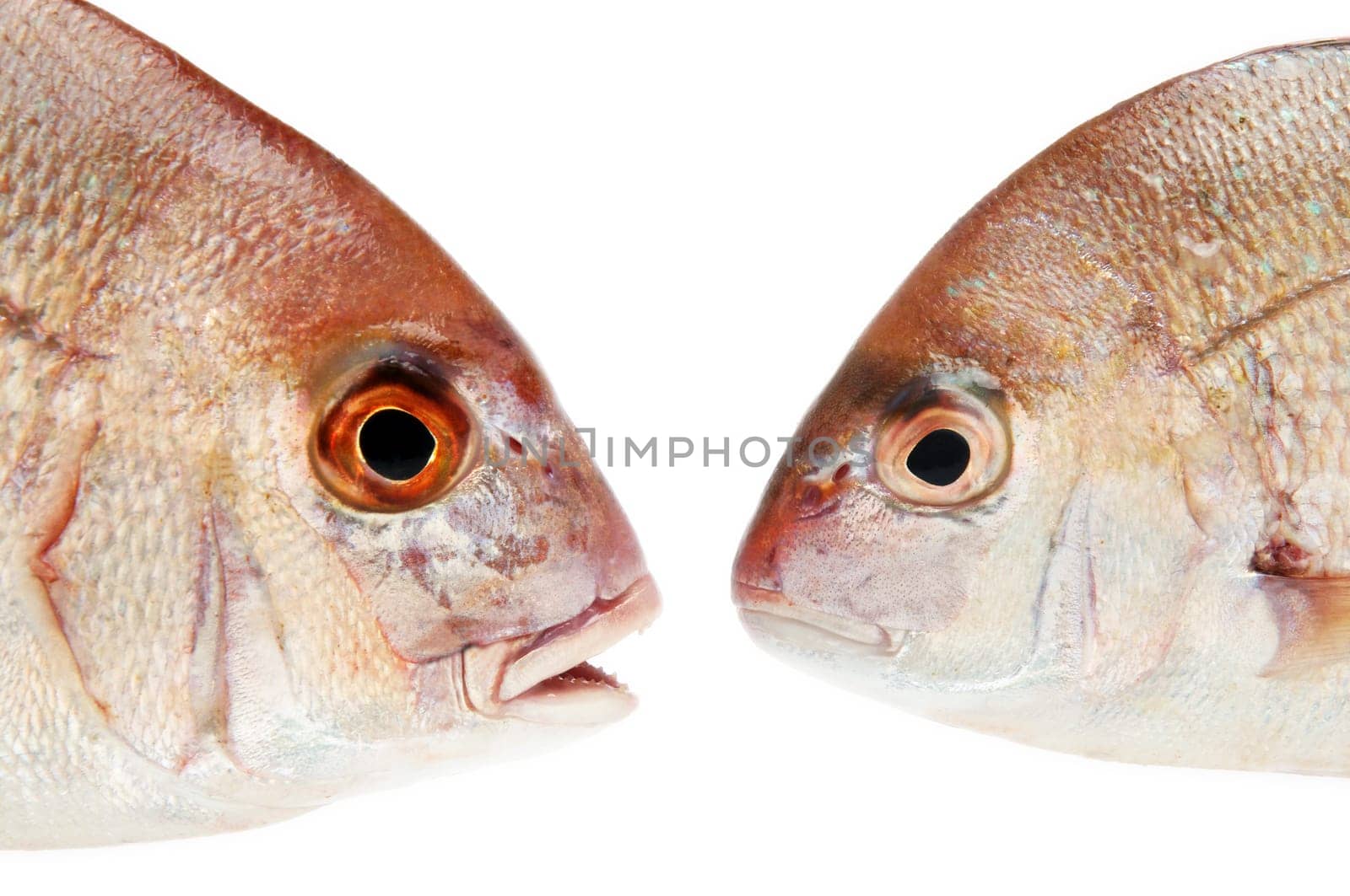 two fishes talking with each other