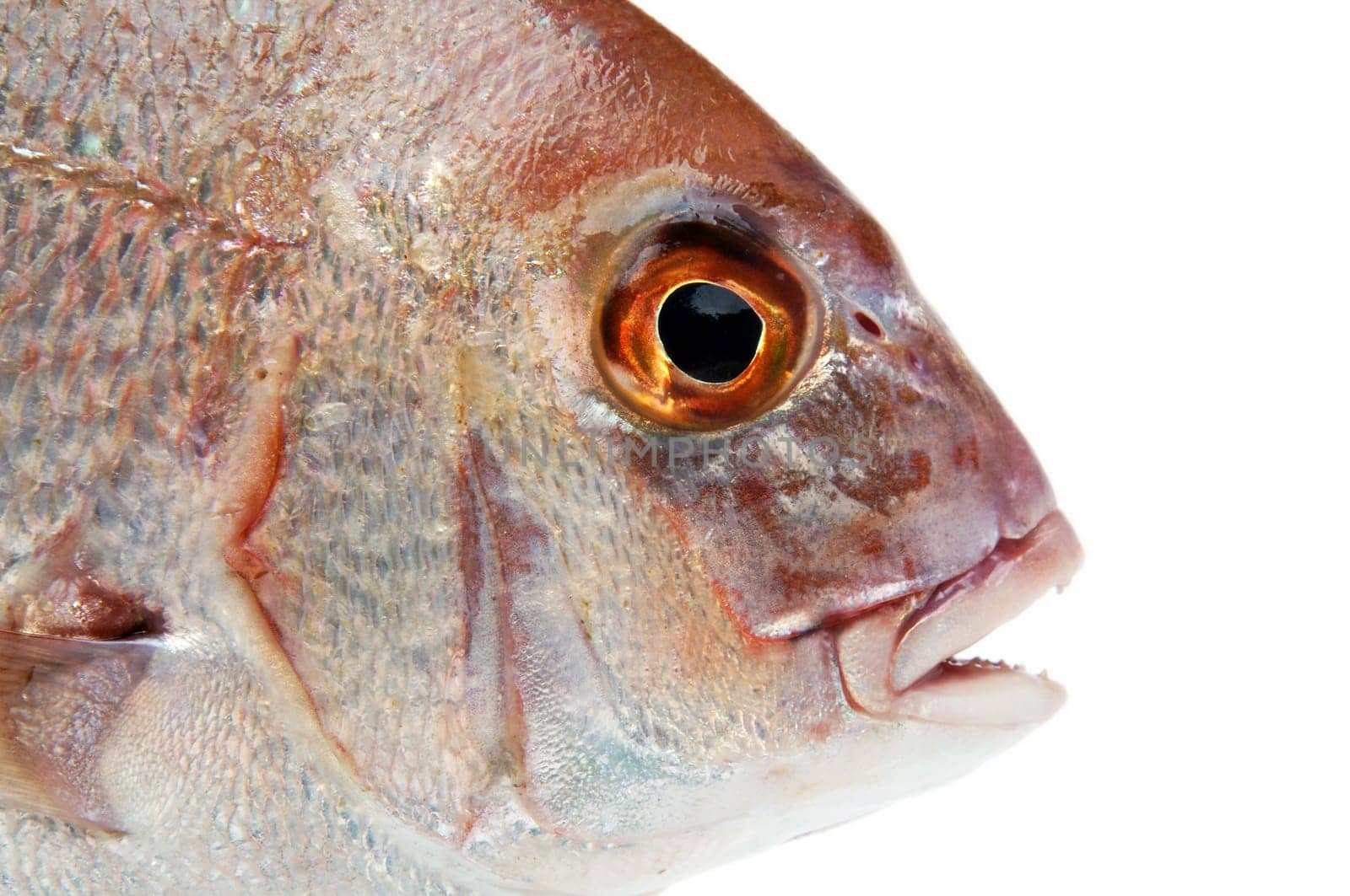 fish closeup over white background