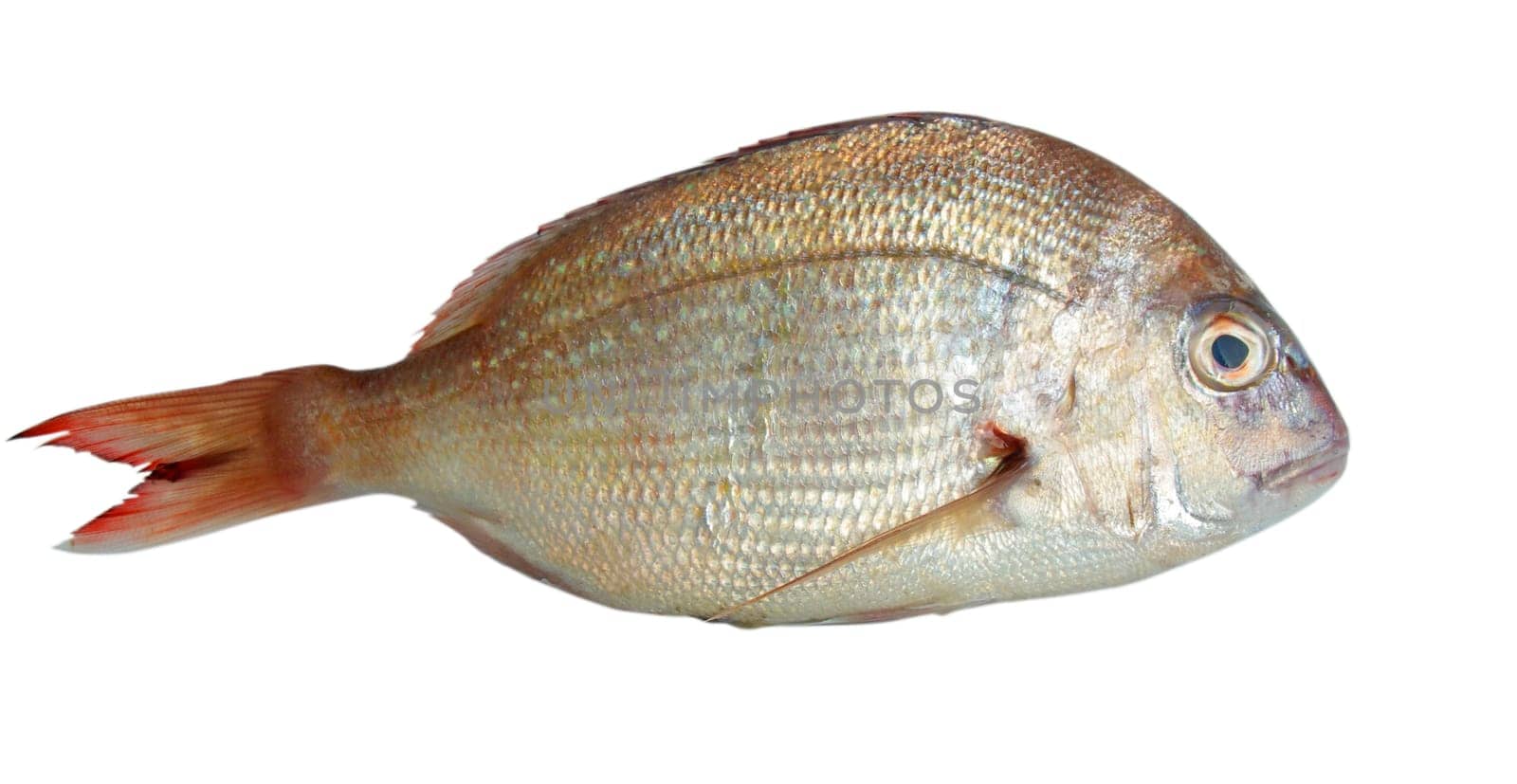 fish closeup over white background