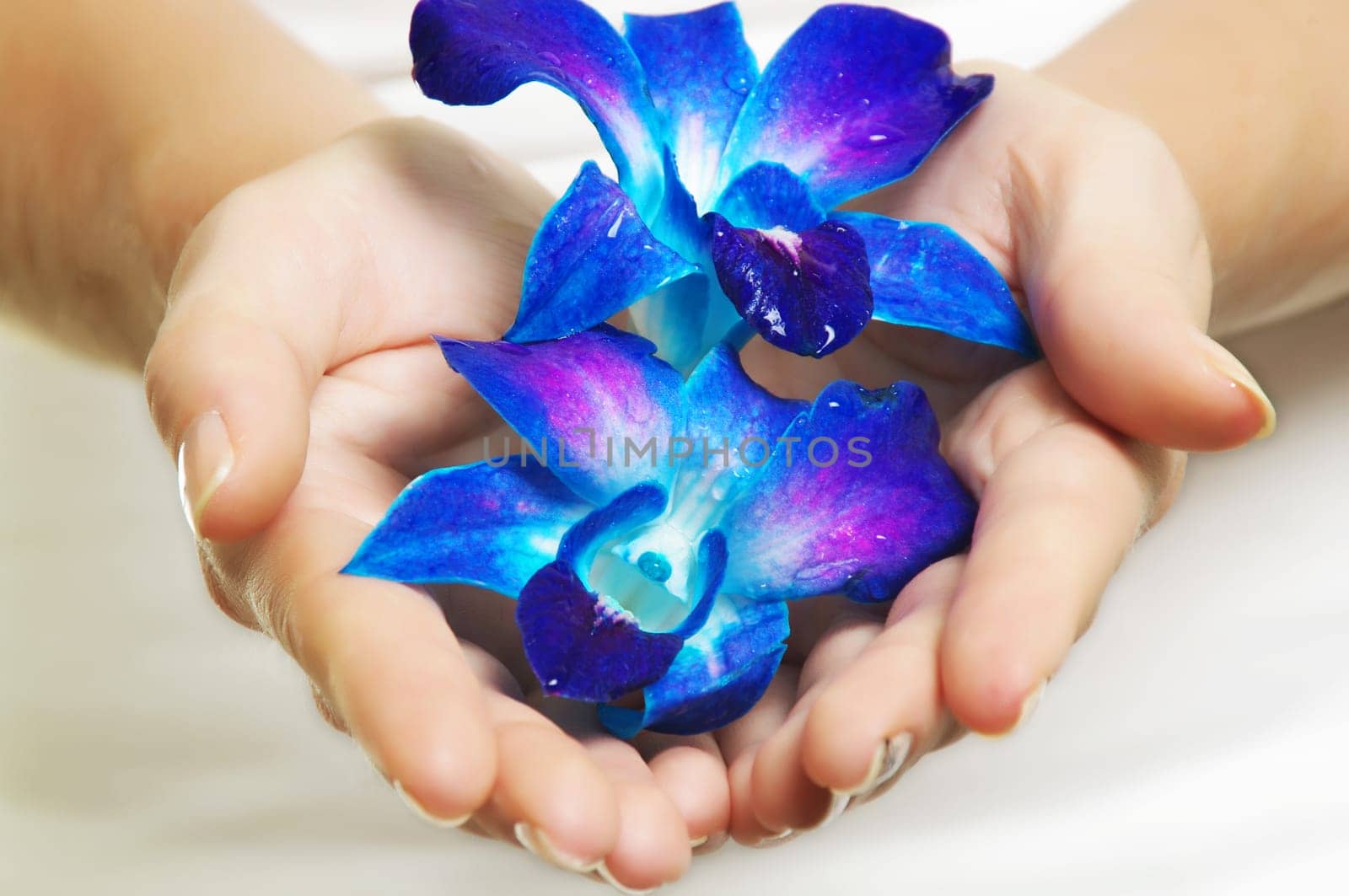 female hands with blue  flower