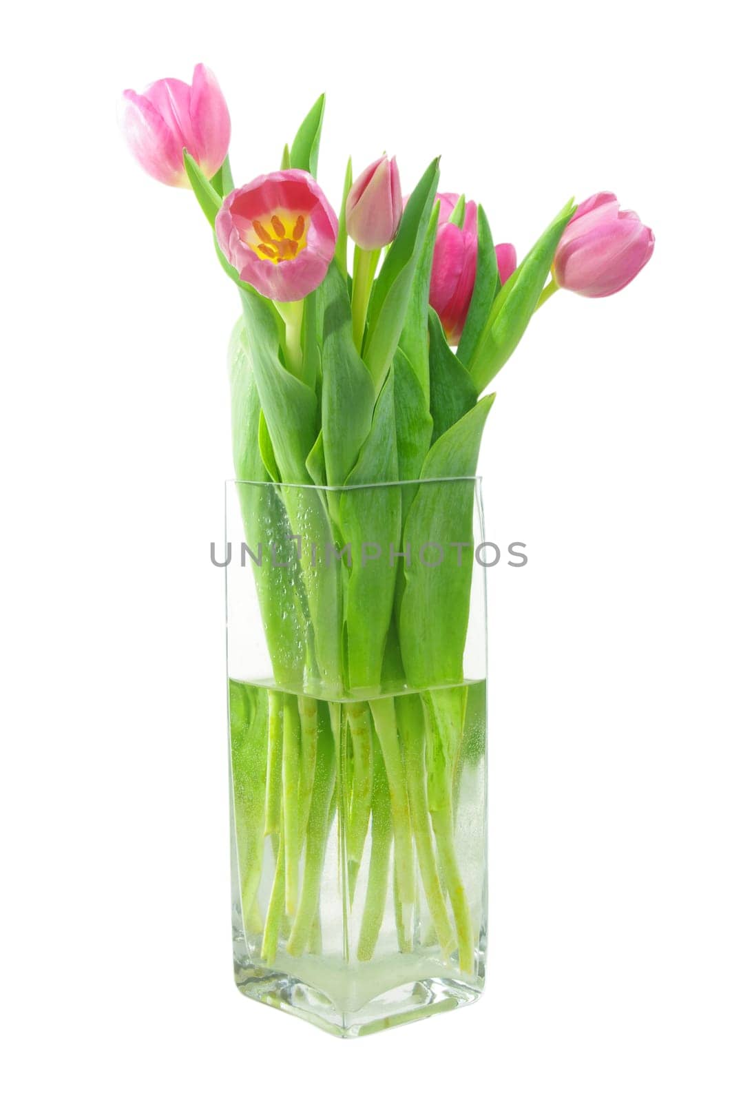 beautiful pink tulips in vase on white background