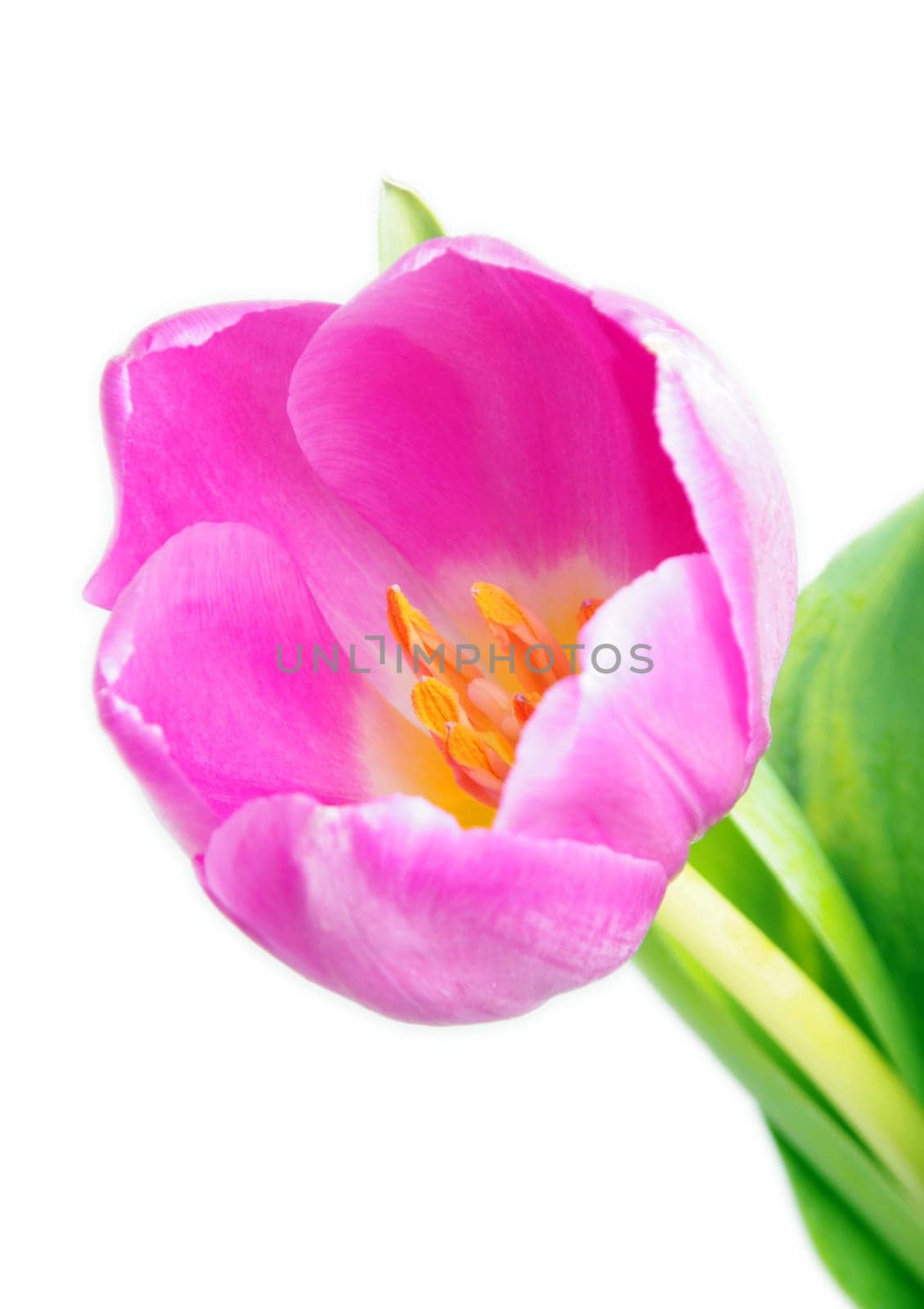 beautiful pink tulip on white background