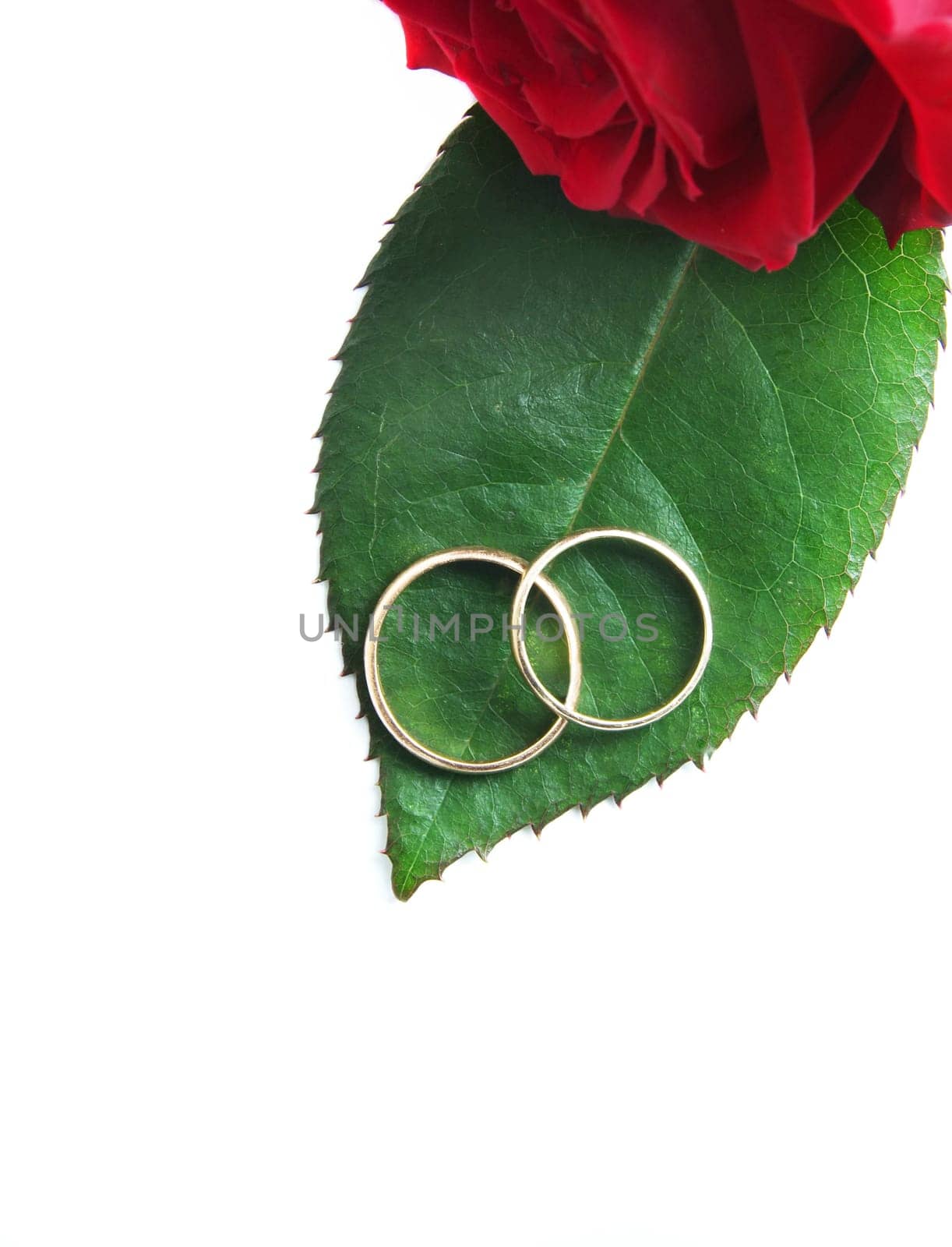 wedding rings with rose.copy space
