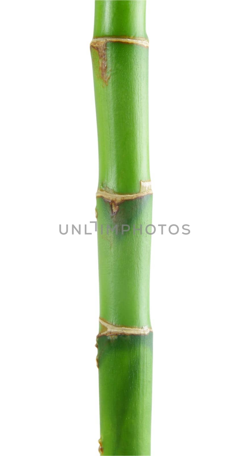 bamboo tree on the white background