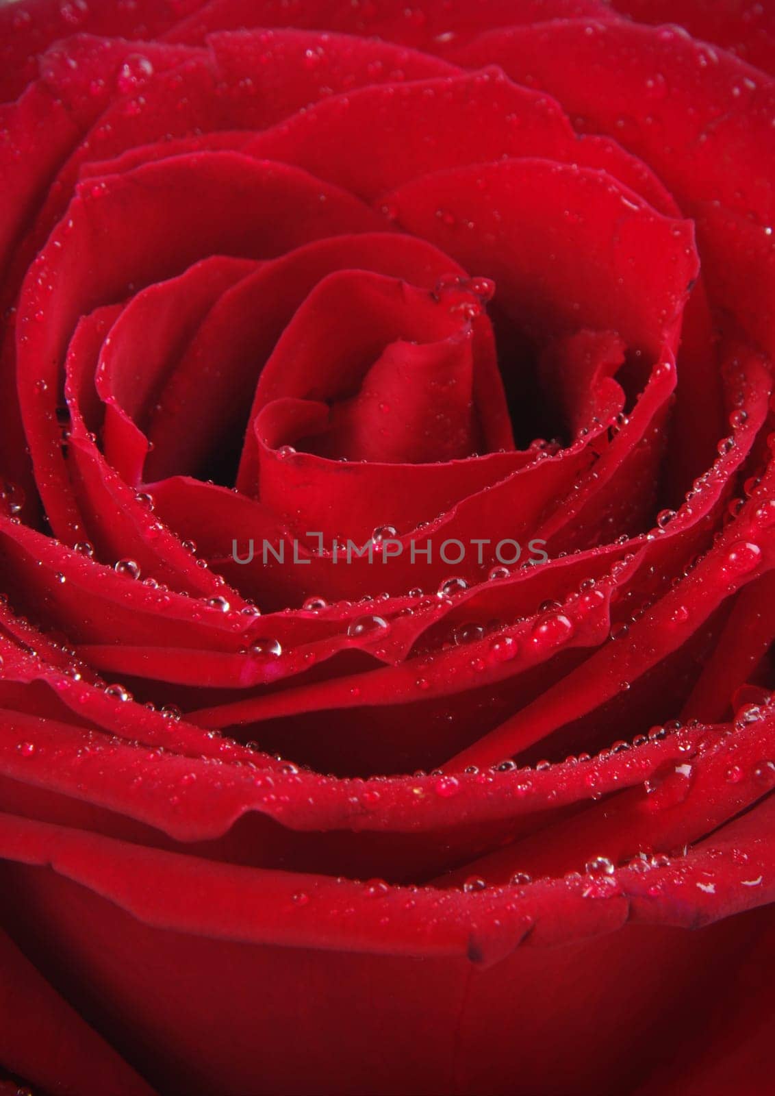 red rose closeup with water drops