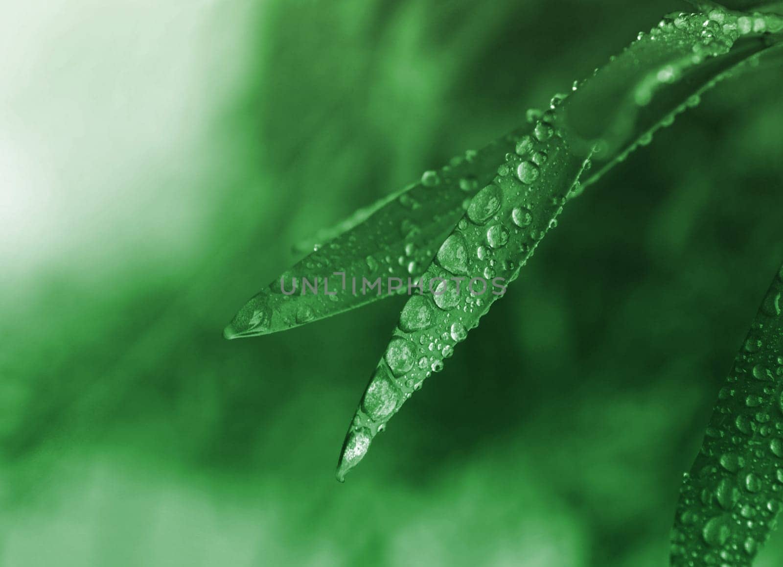 beautiful leaves closeup with water drops.toned picture