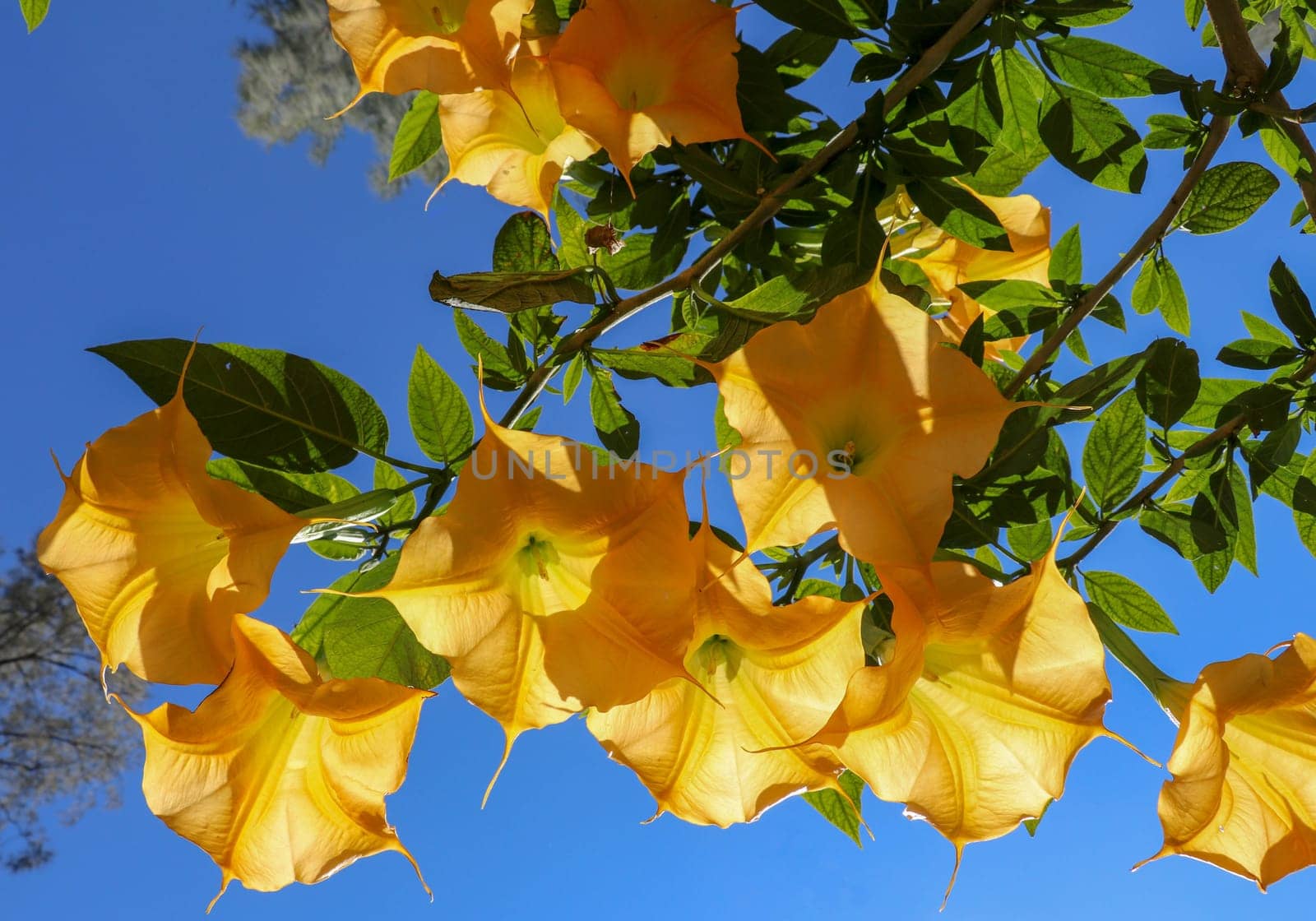 Close-up view of blooming large flowers of Brugmansia versicolor. Huge flowers in shape of long bells, nicknamed Angel`s Trumpet. Background with pale blue sky and sun shine. Shrub with green leaves.