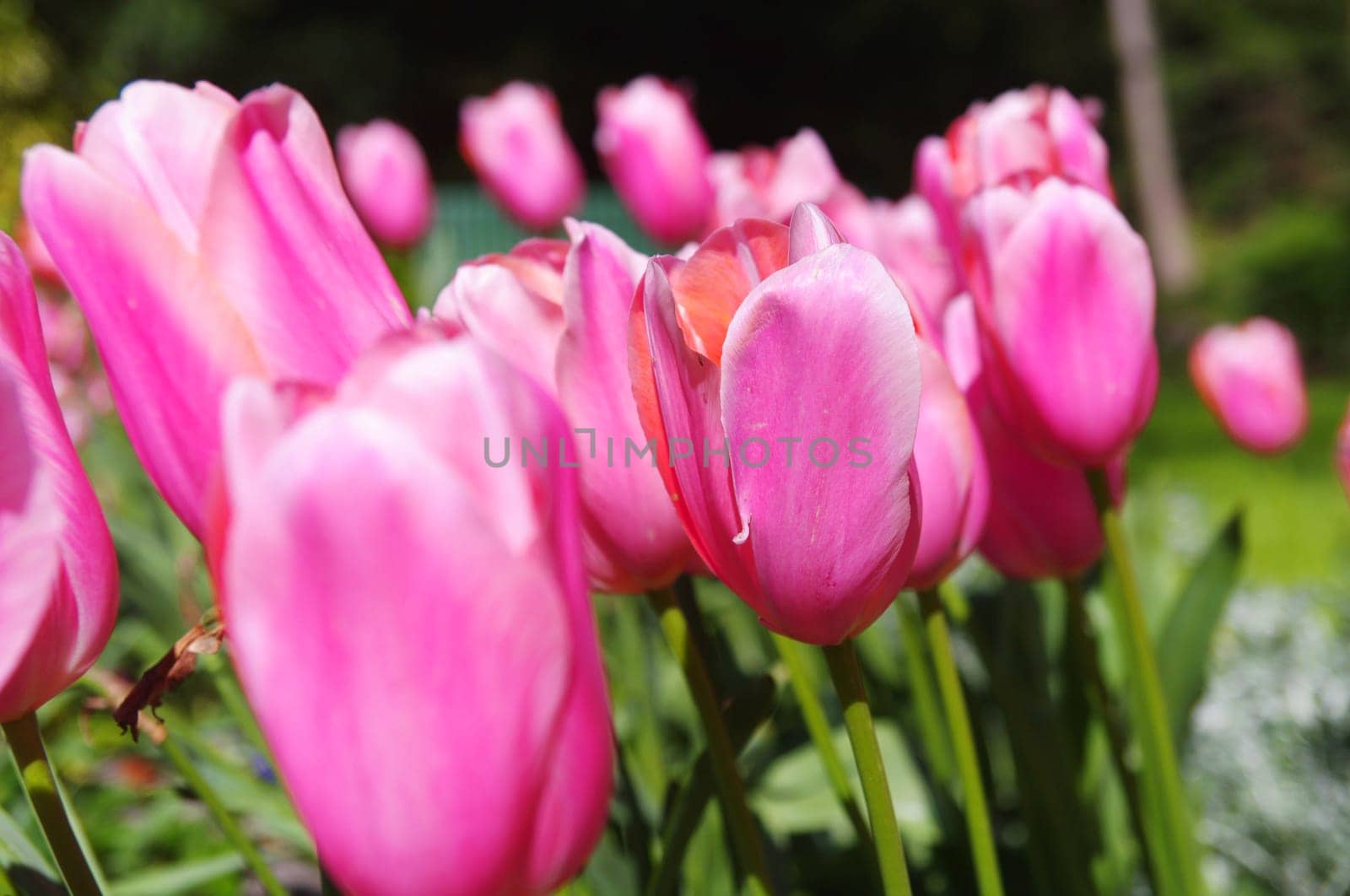 pink tulips closeup in field