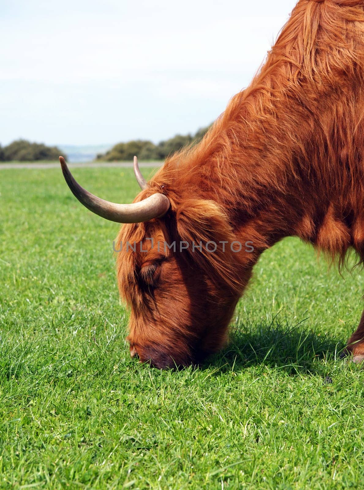 australian cow portrait in nature