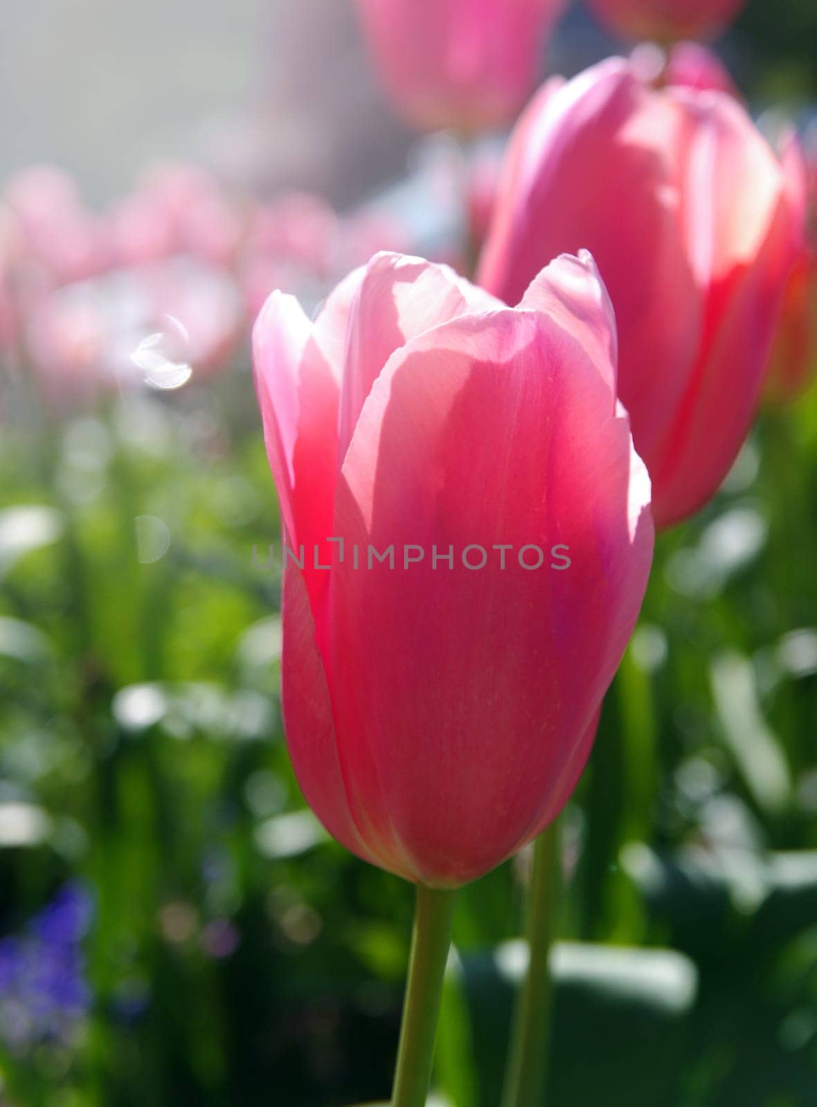 pink tulips closeup in sunshine