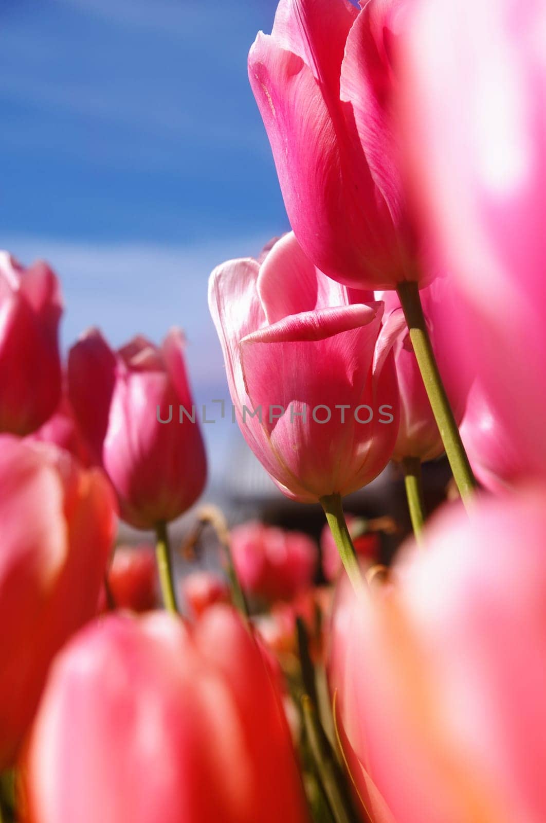 pink tulips closeup in sunshine.shallow DOF