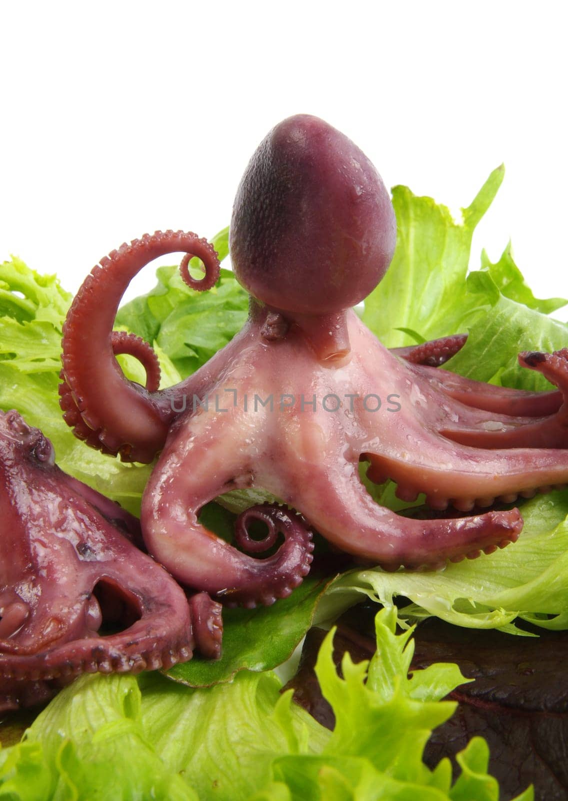 baby octopus with green salad