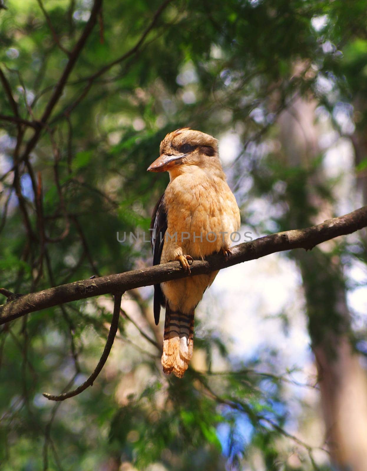 Australian laughing  Kookaburra in nature