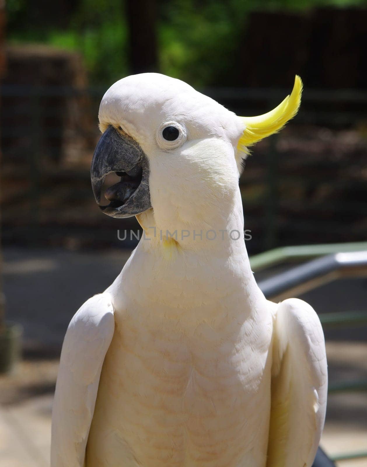 australian cockatoo closeup portrait outdoors