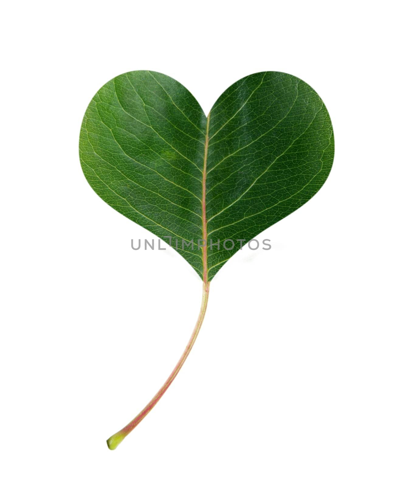 green leaf in shape of heart