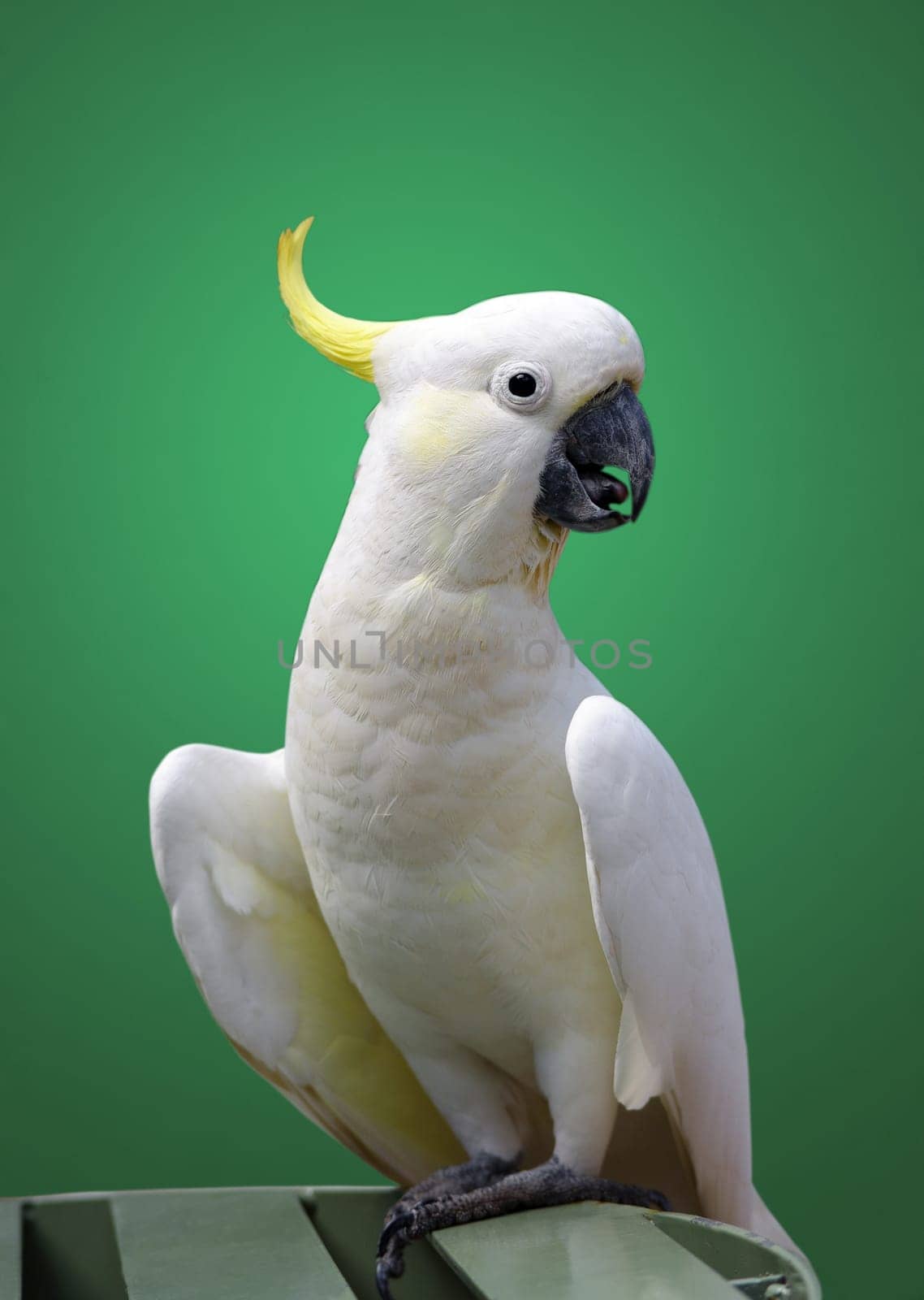 australian cockatoo closeup portrait over green
