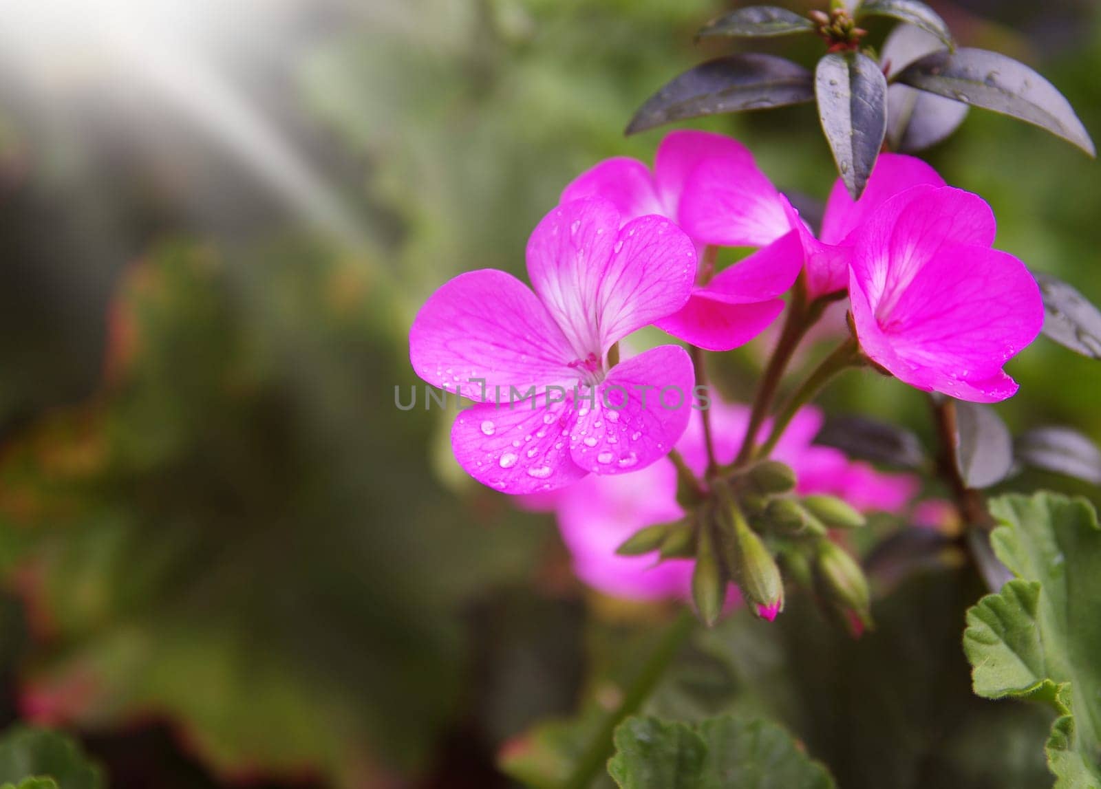 beautiful pink flower, shallow DOF