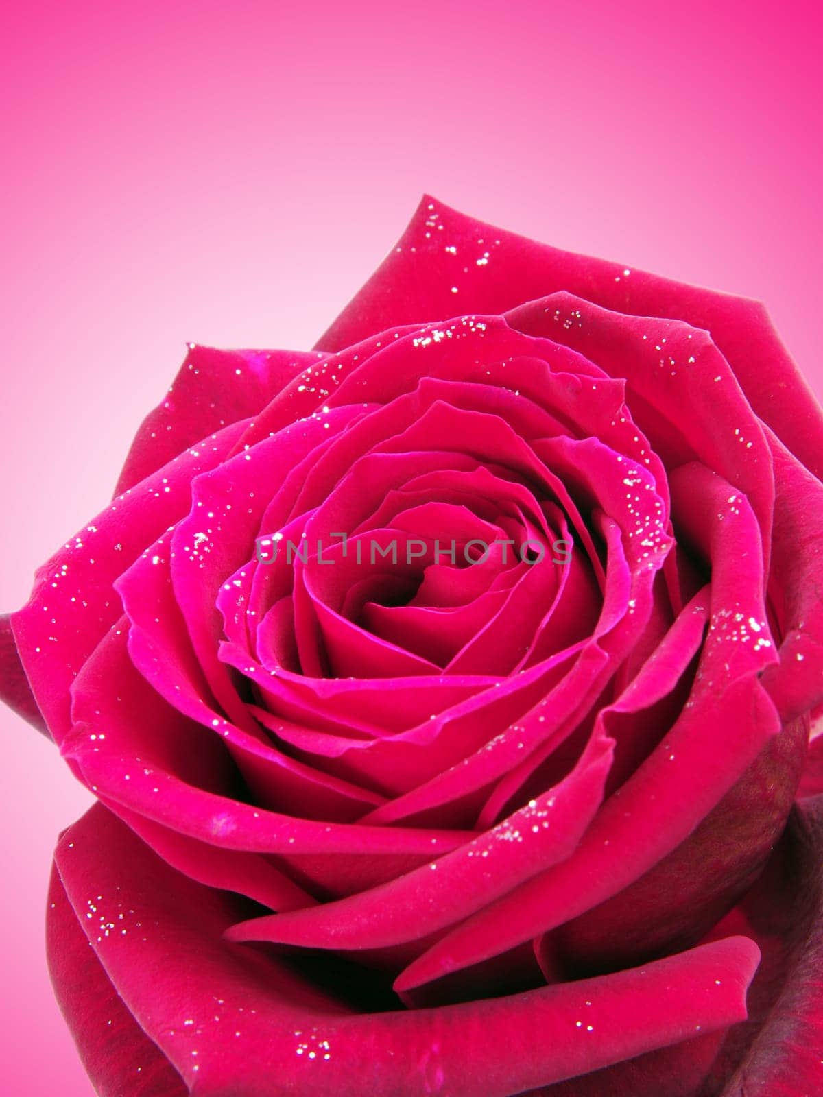 pink rose closeup with water drops