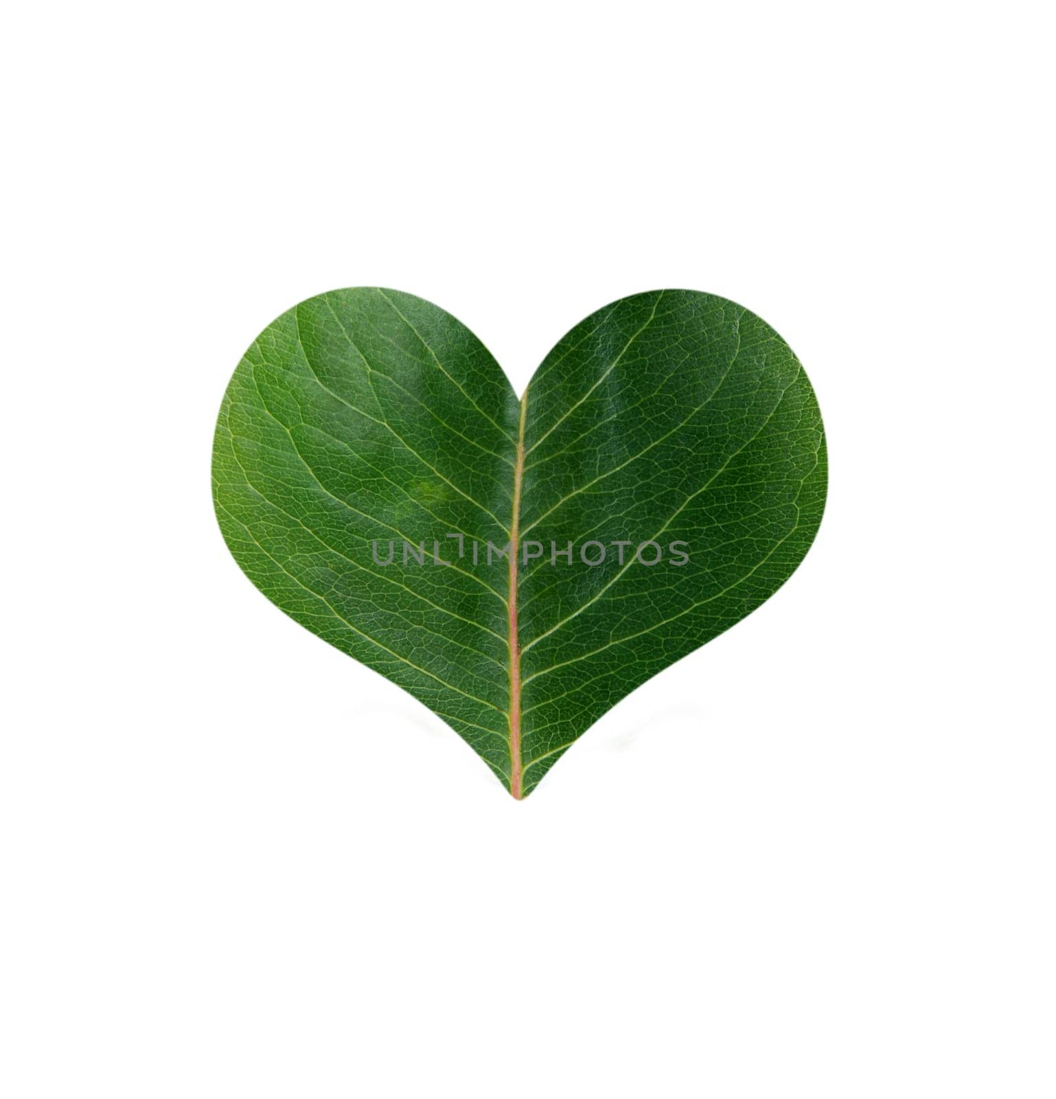 green leaf in shape of heart
