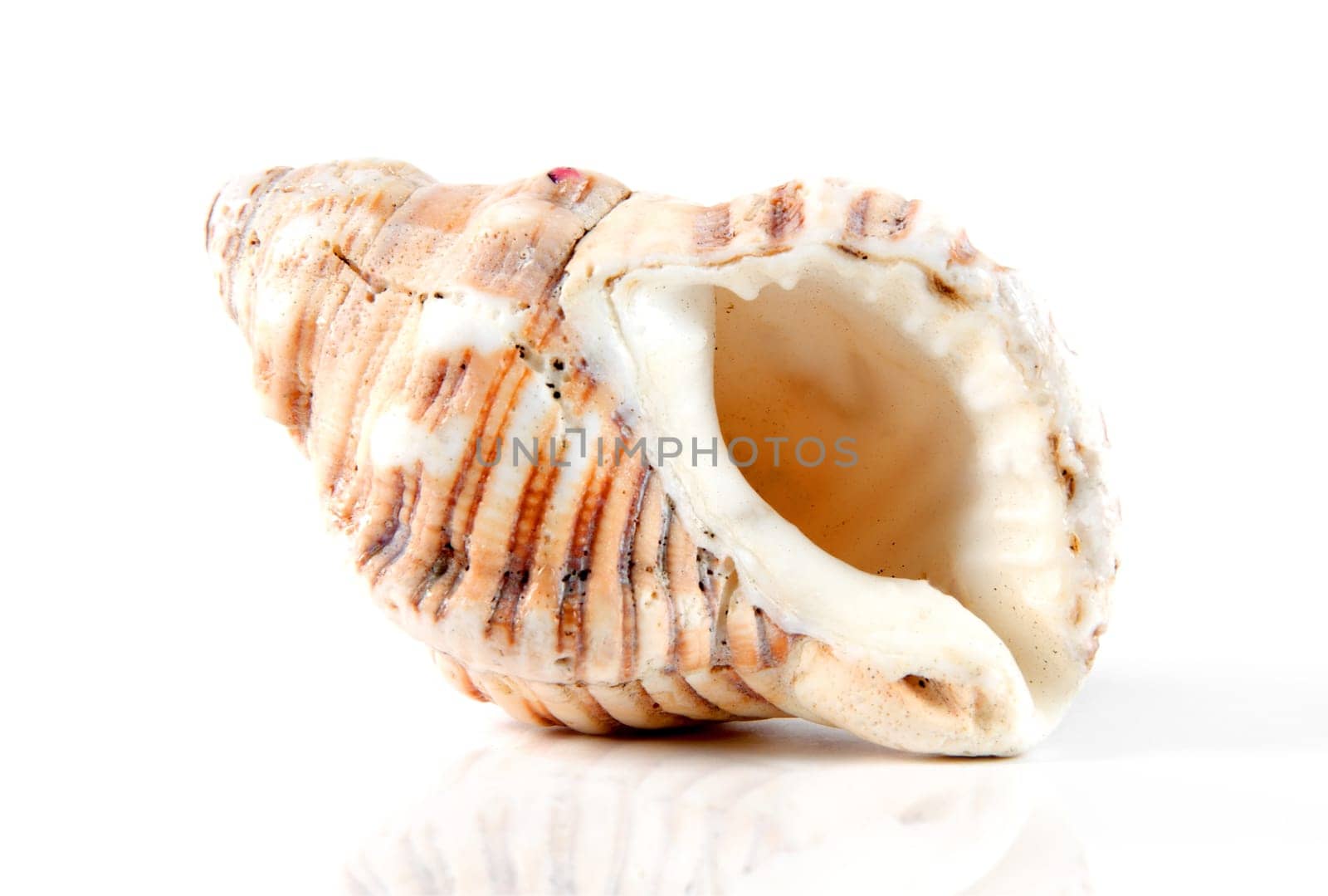 big shell isolated over white