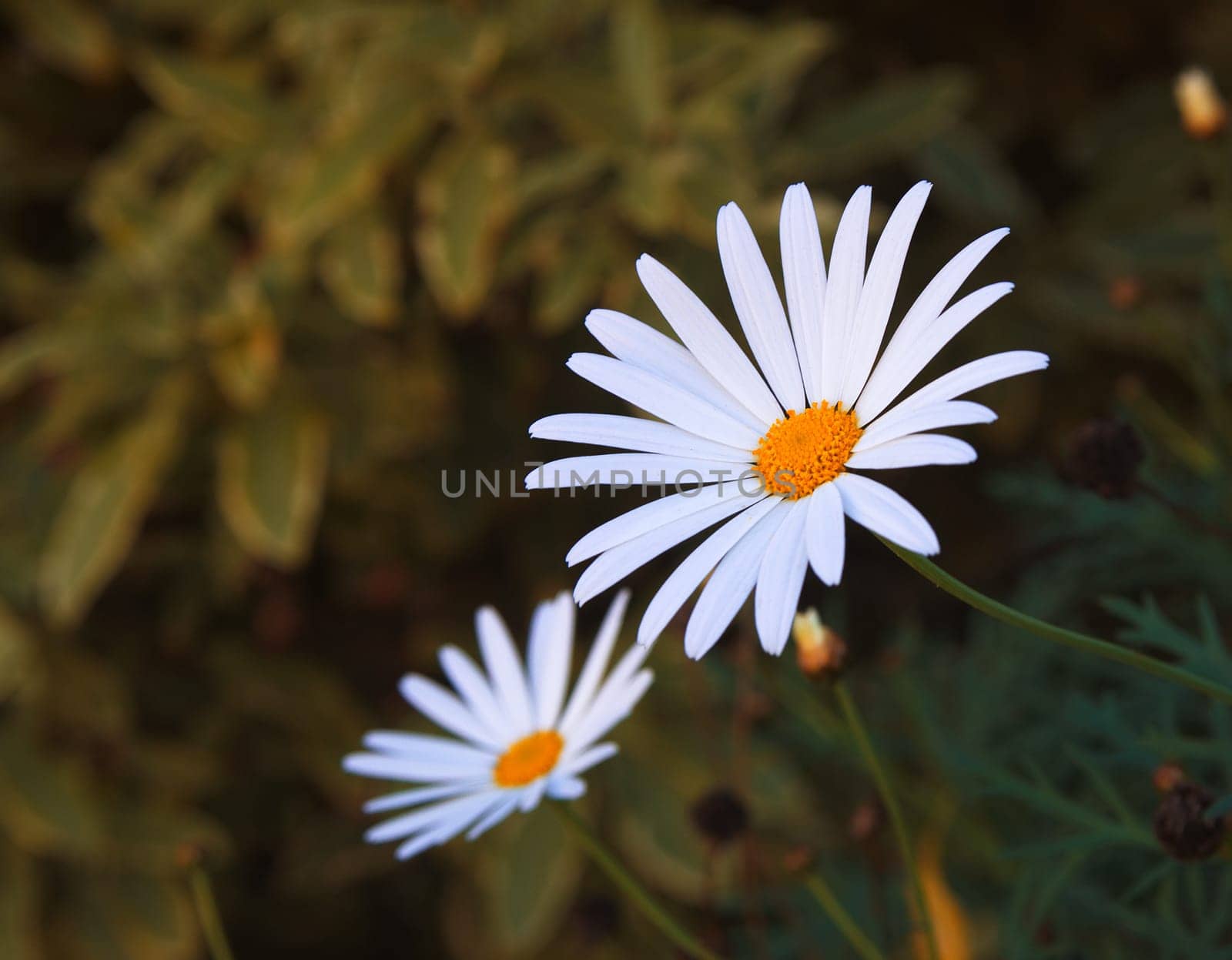camomile flowers closeup in nature