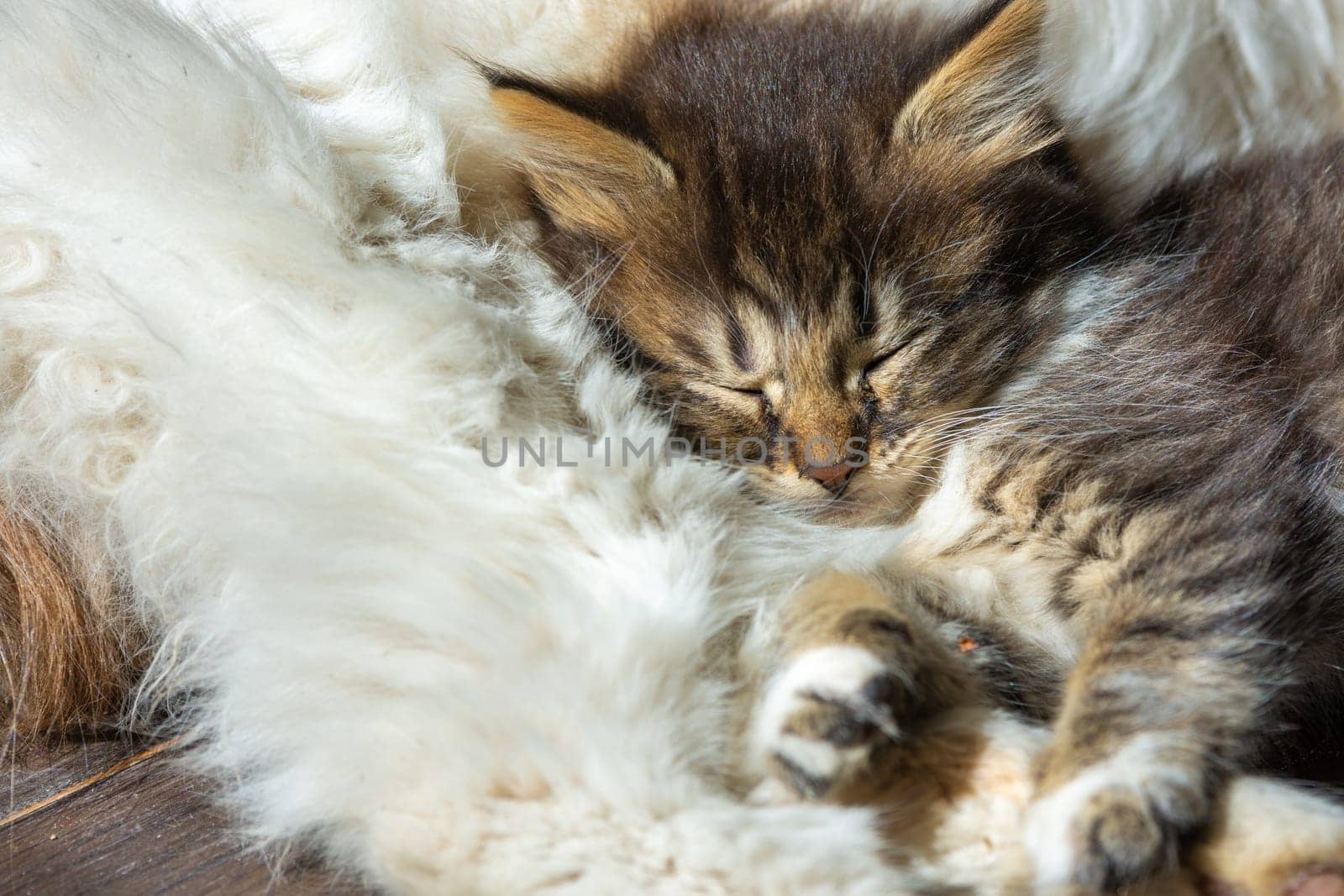 A street kitten sleeps on an adult cat, close-up