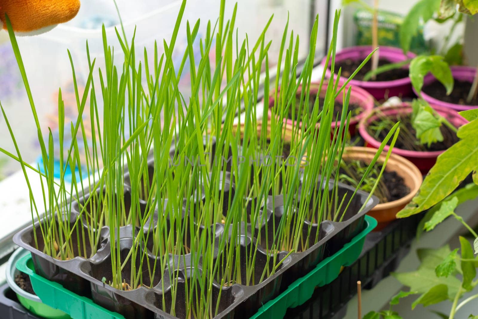 Growing oats on the window for feeding cats