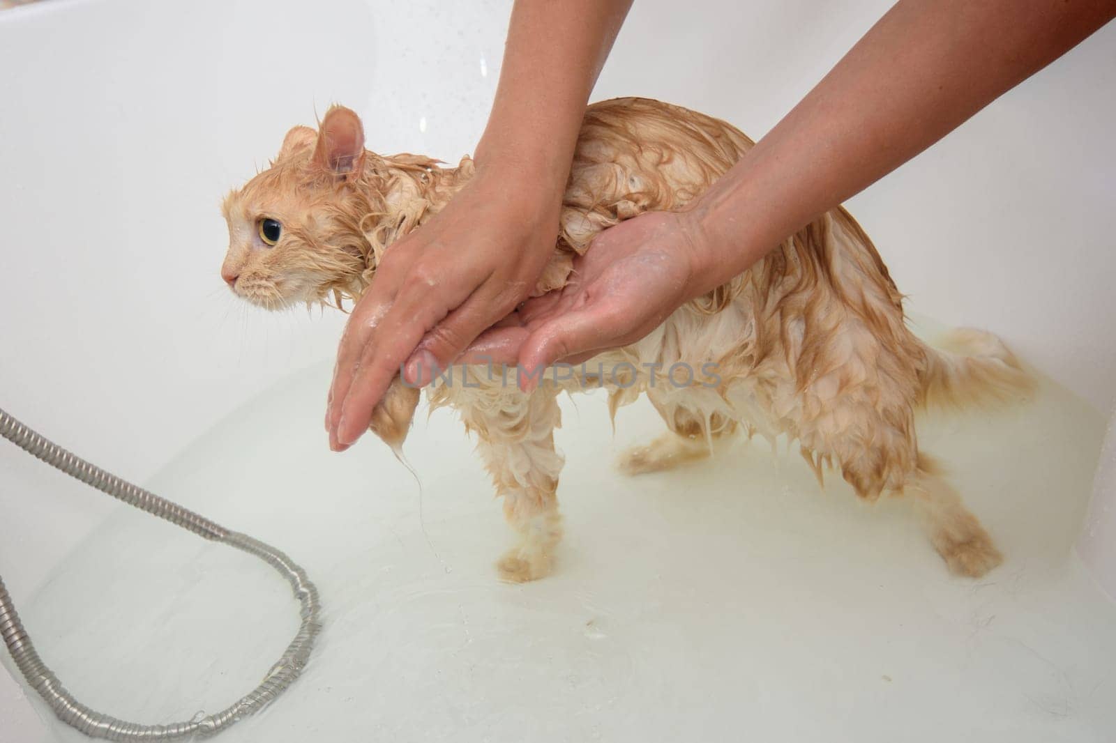 girl's hands wash the paws of a domestic cat in the bathroom