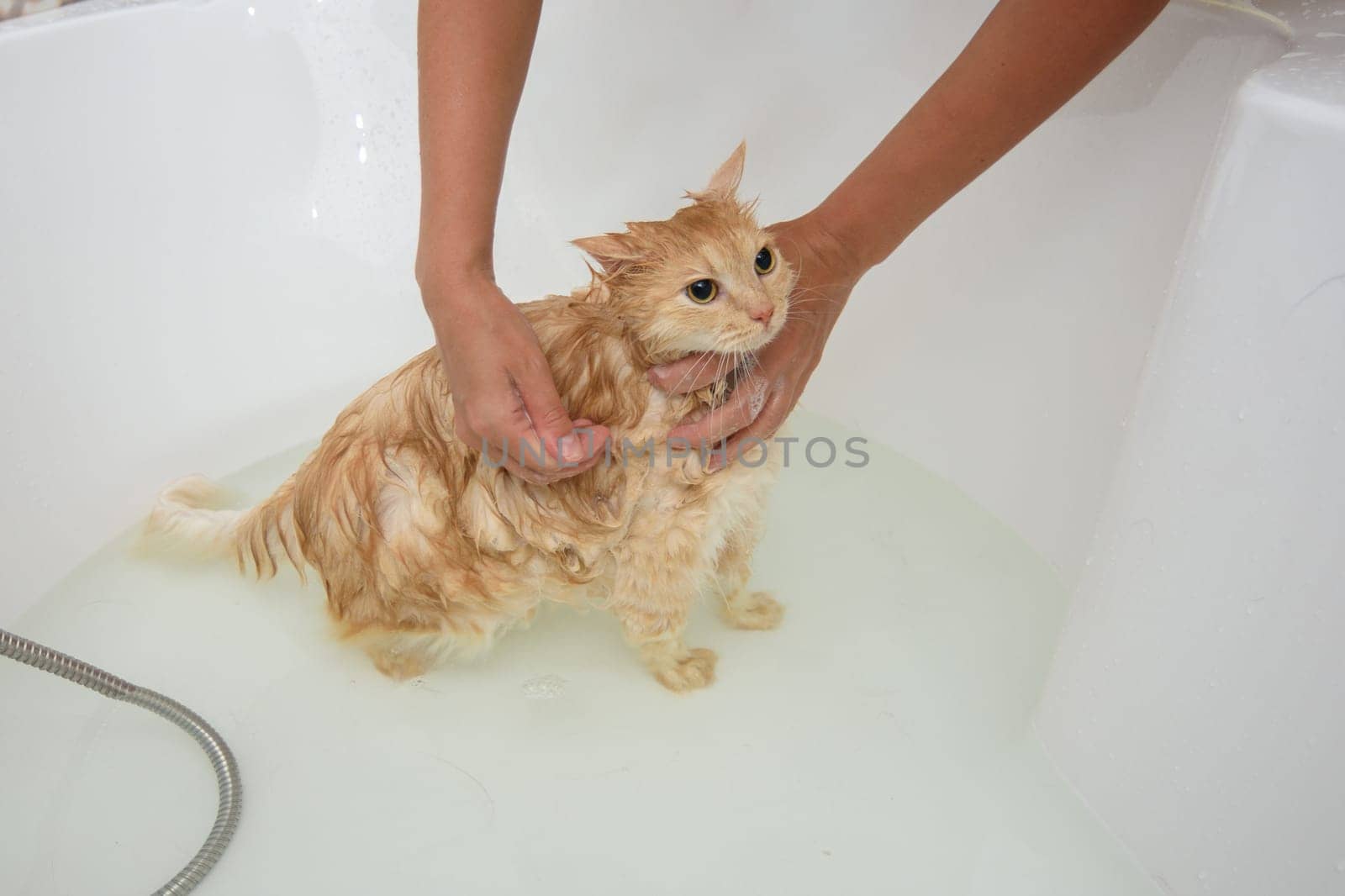 The cat is soaped with shampoo, put in a bath with water