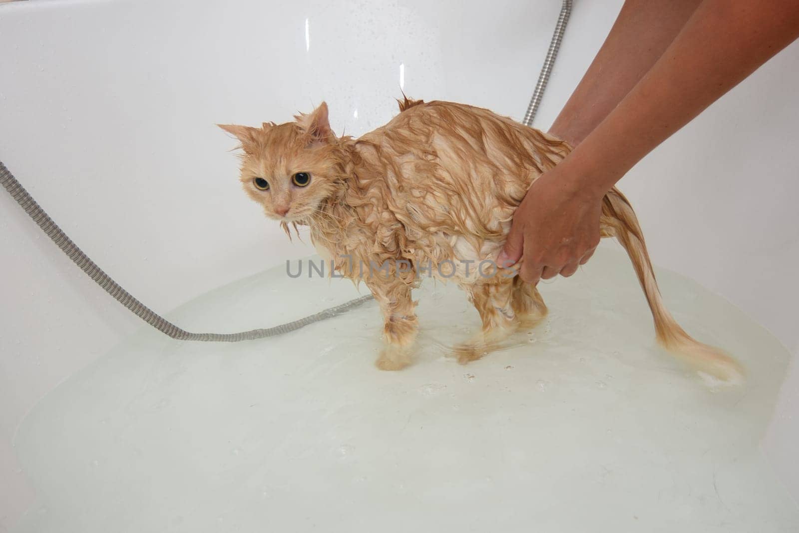 Domestic cat bathed in a spacious bathroom