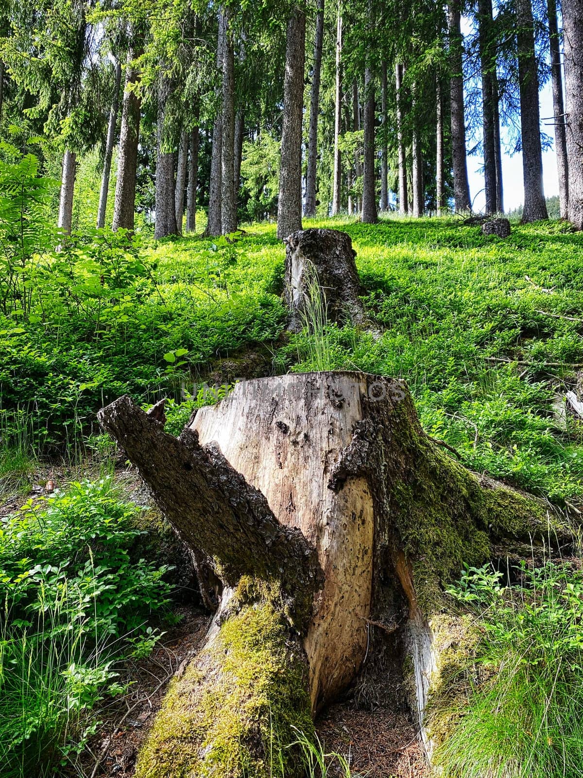 Forest, beautiful woodland with plants and trees