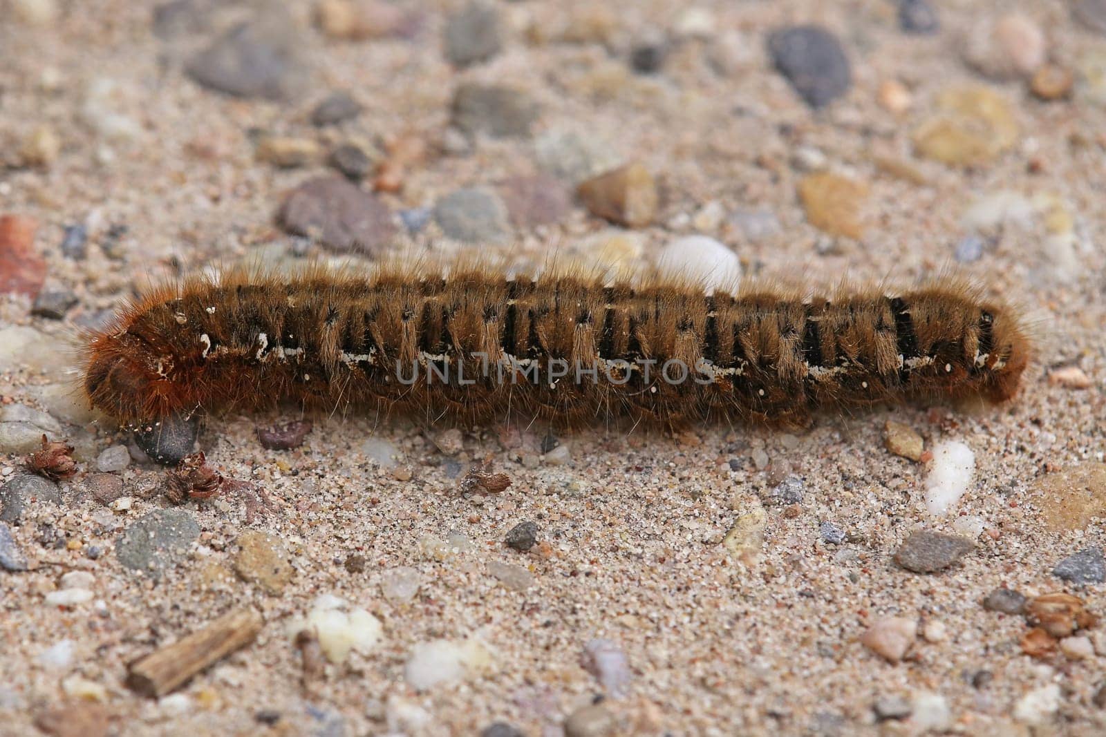 The caterpillars of the oak moth Lasiocampa quercus are about 8 cm long,are densely hairy and have stinging hairs containing nettle poison.